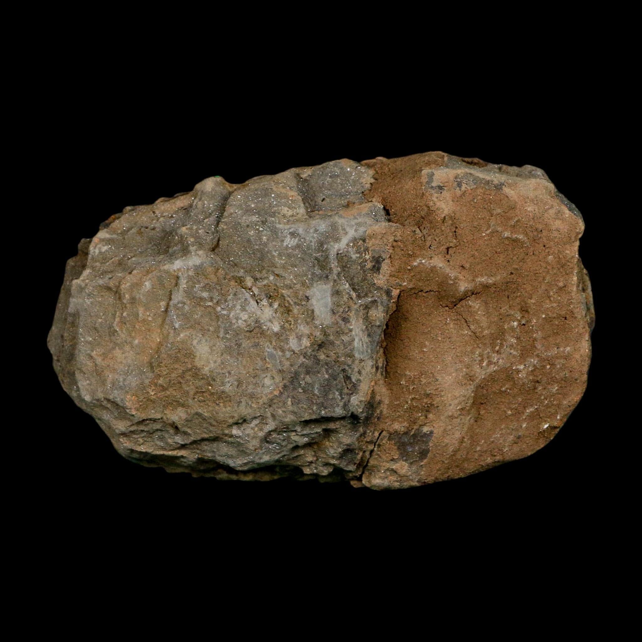 3.5" Flexicalymene Trilobite Fossil Ordovician Age Tazzarine Region Morocco COA - Fossil Age Minerals