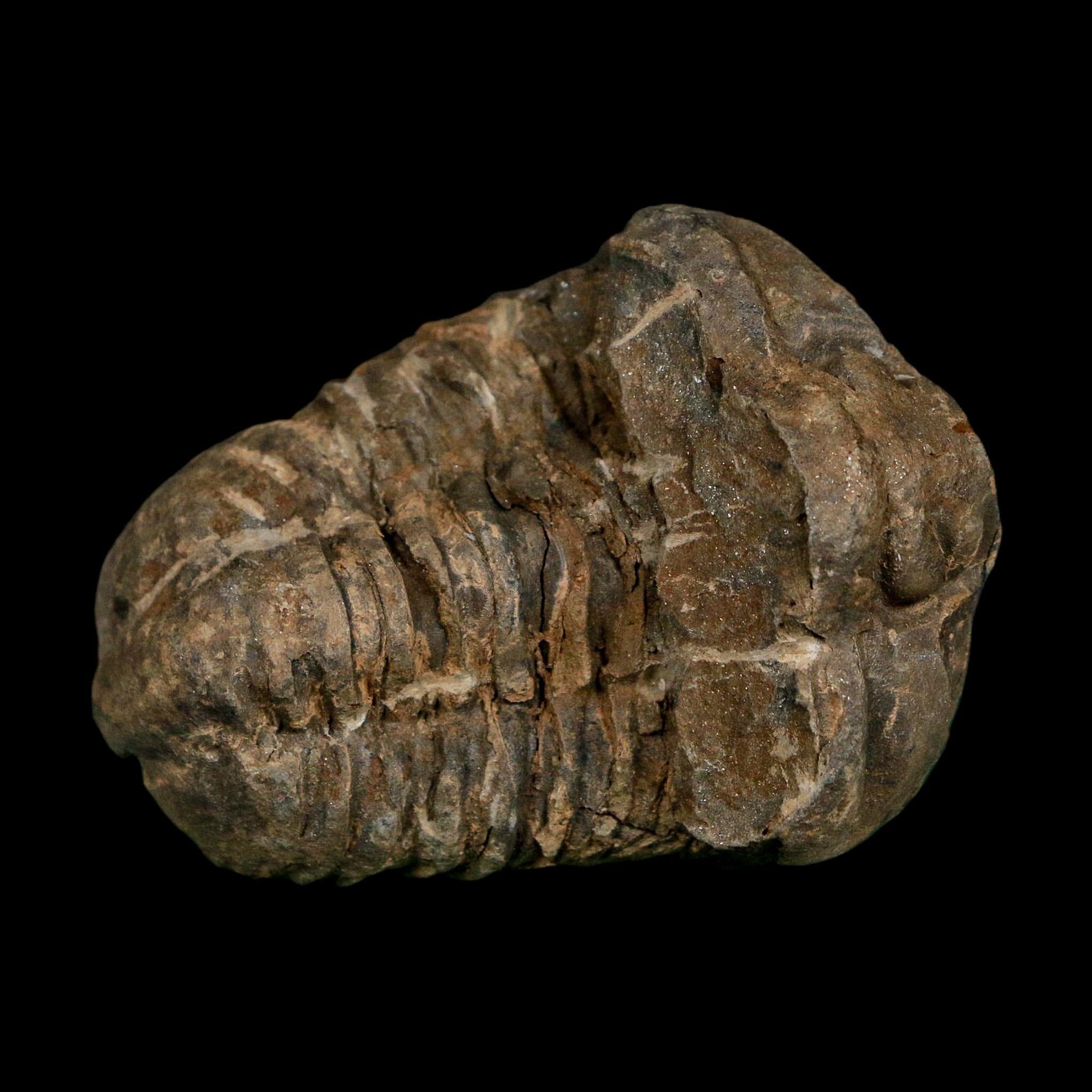 2.3" Flexicalymene Trilobite Fossil Ordovician Age Tazzarine Region Morocco COA - Fossil Age Minerals