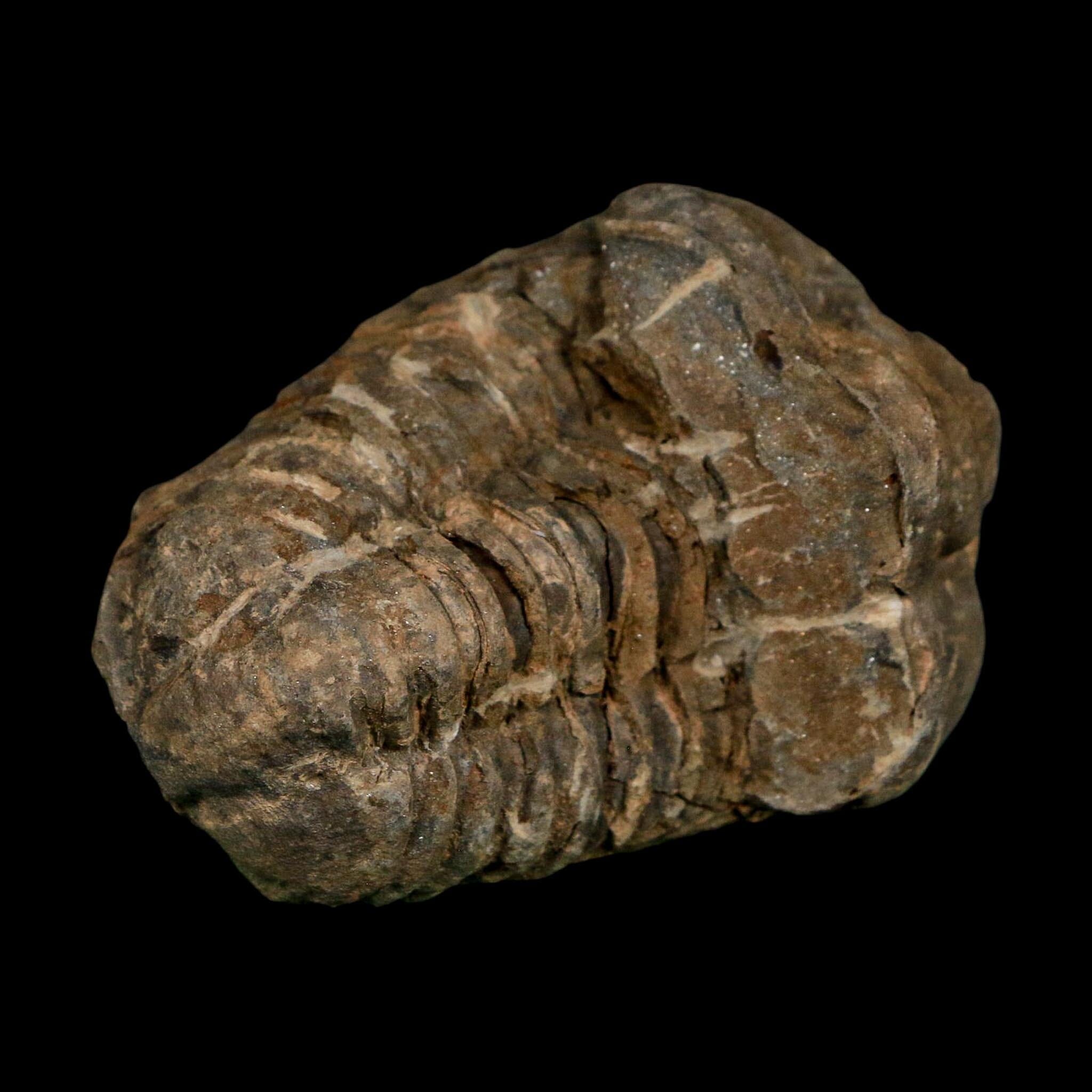 2.3" Flexicalymene Trilobite Fossil Ordovician Age Tazzarine Region Morocco COA - Fossil Age Minerals