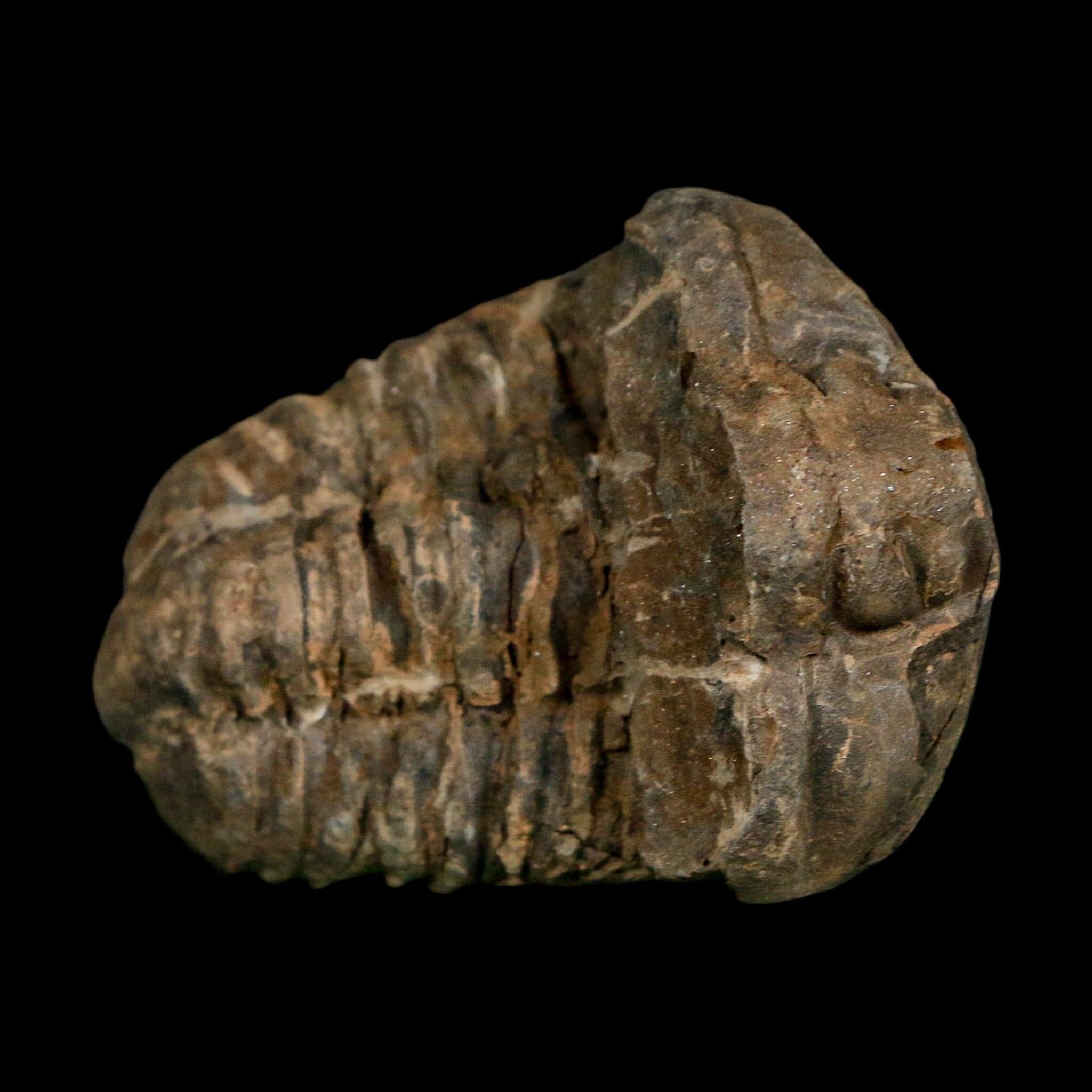 2.3" Flexicalymene Trilobite Fossil Ordovician Age Tazzarine Region Morocco COA - Fossil Age Minerals