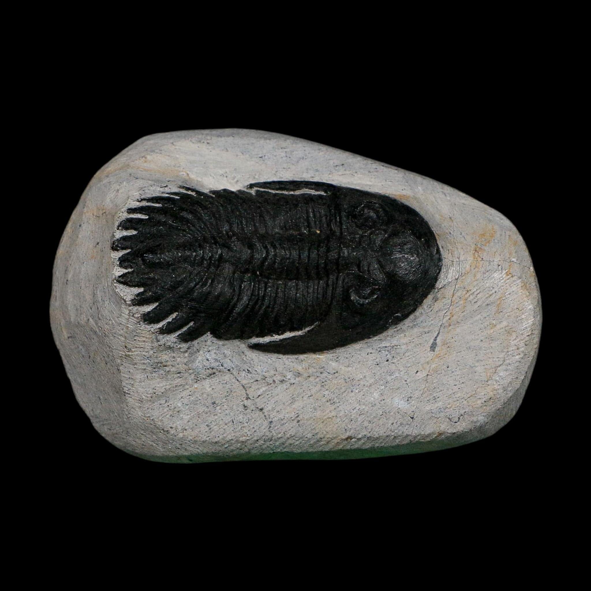 2.2" Metacanthina Issoumourensis Trilobite Fossil Devonian Age 400 Mil Yrs Old COA - Fossil Age Minerals
