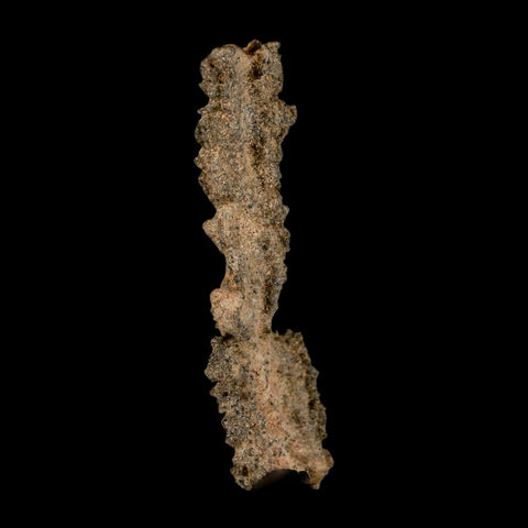 2.9" Fulgurite Petrified Lightning Strike Glass Sahara Desert Algeria - Fossil Age Minerals