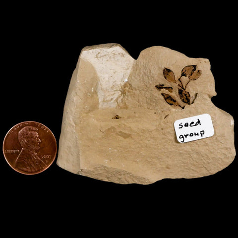 0.6" Detailed Fossil Plant Seed Group Green River FM Uintah County UT Eocene Age - Fossil Age Minerals