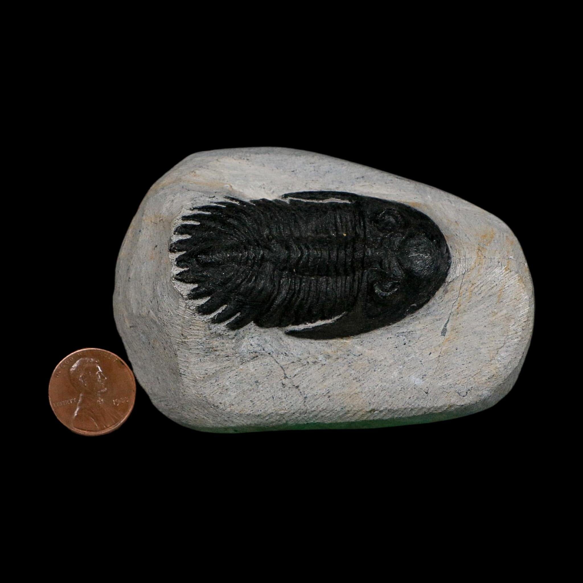 2.2" Metacanthina Issoumourensis Trilobite Fossil Devonian Age 400 Mil Yrs Old COA - Fossil Age Minerals