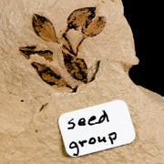 0.6" Detailed Fossil Plant Seed Group Green River FM Uintah County UT Eocene Age