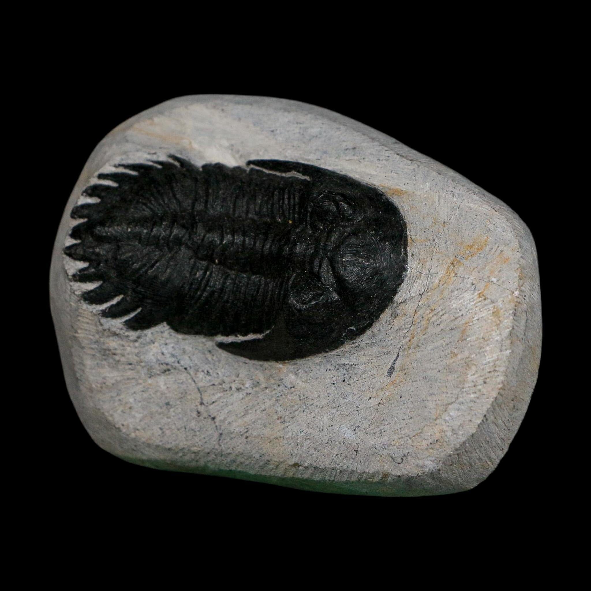 2.2" Metacanthina Issoumourensis Trilobite Fossil Devonian Age 400 Mil Yrs Old COA - Fossil Age Minerals