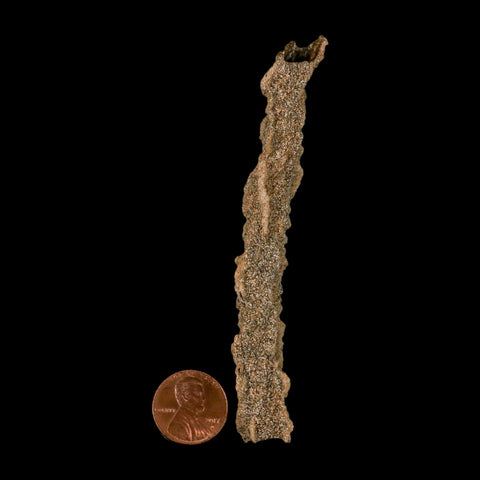 3.9" Fulgurite Petrified Lightning Strike Glass Sahara Desert Algeria - Fossil Age Minerals