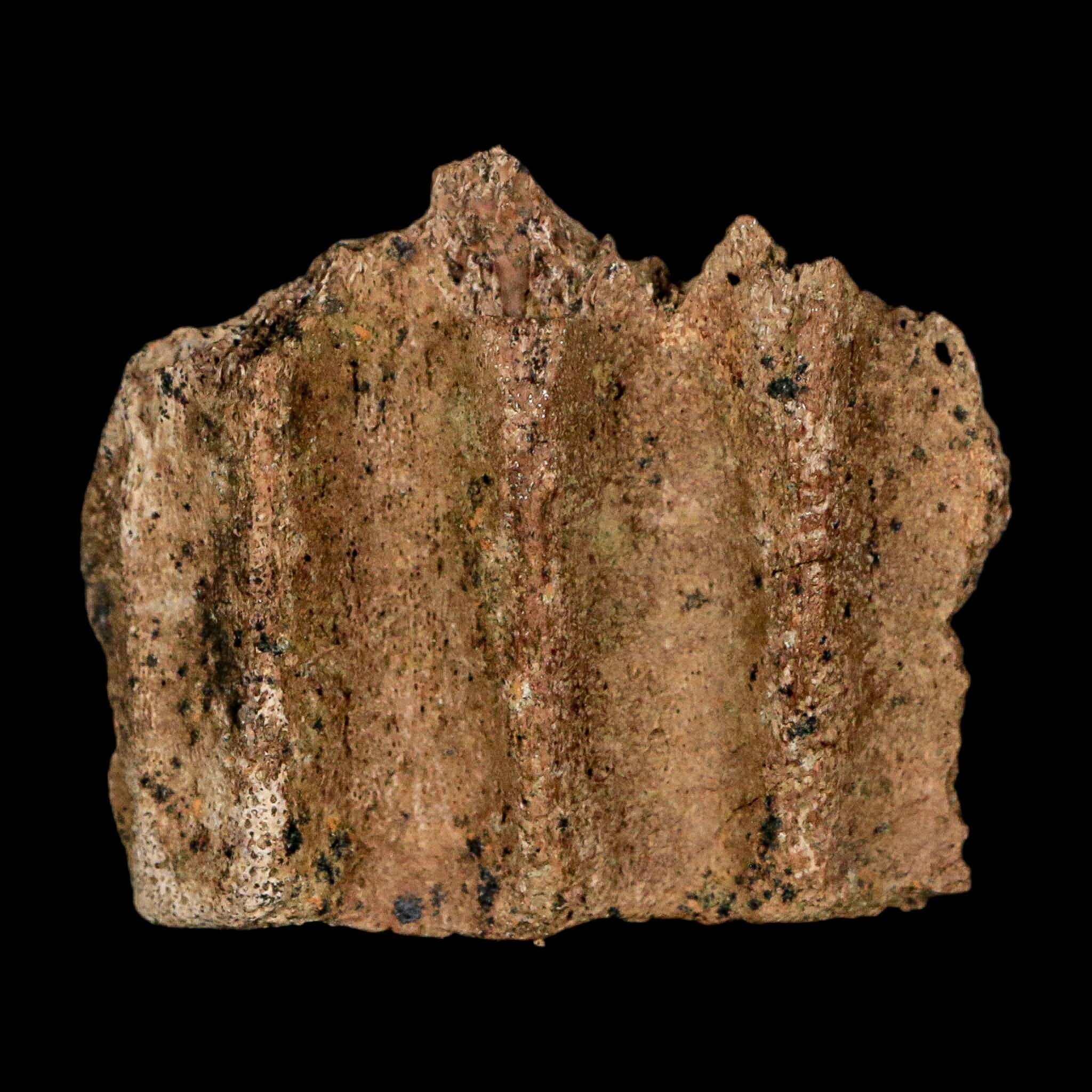 1.9" Triceratops Fossil Jaw Section Cretaceous Dinosaur Lance Creek FM MT COA - Fossil Age Minerals