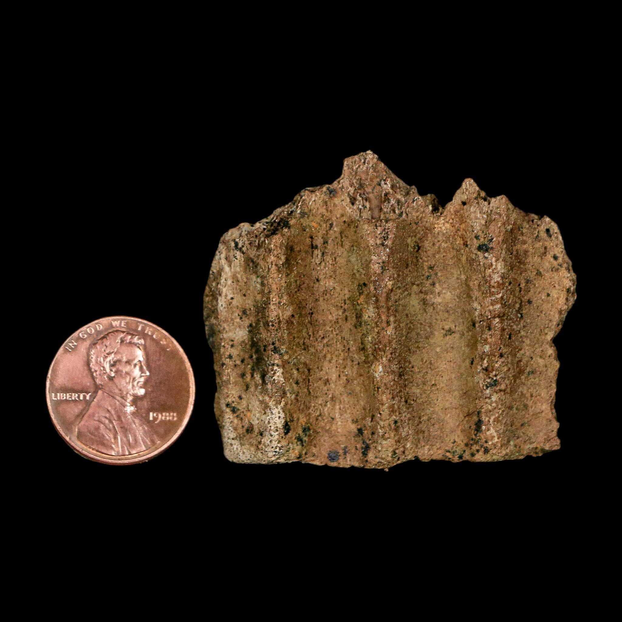 1.9" Triceratops Fossil Jaw Section Cretaceous Dinosaur Lance Creek FM MT COA - Fossil Age Minerals