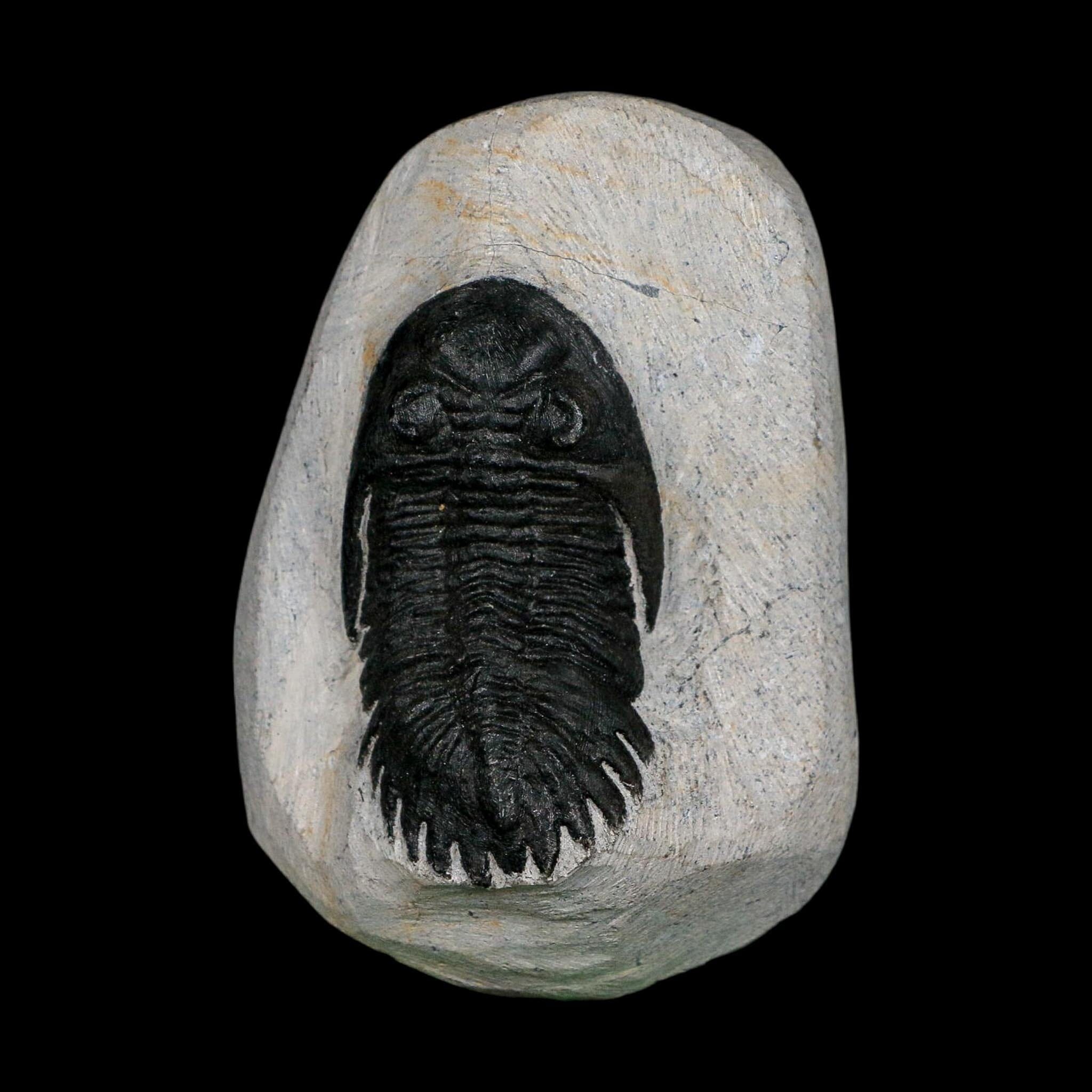 2.2" Metacanthina Issoumourensis Trilobite Fossil Devonian Age 400 Mil Yrs Old COA - Fossil Age Minerals