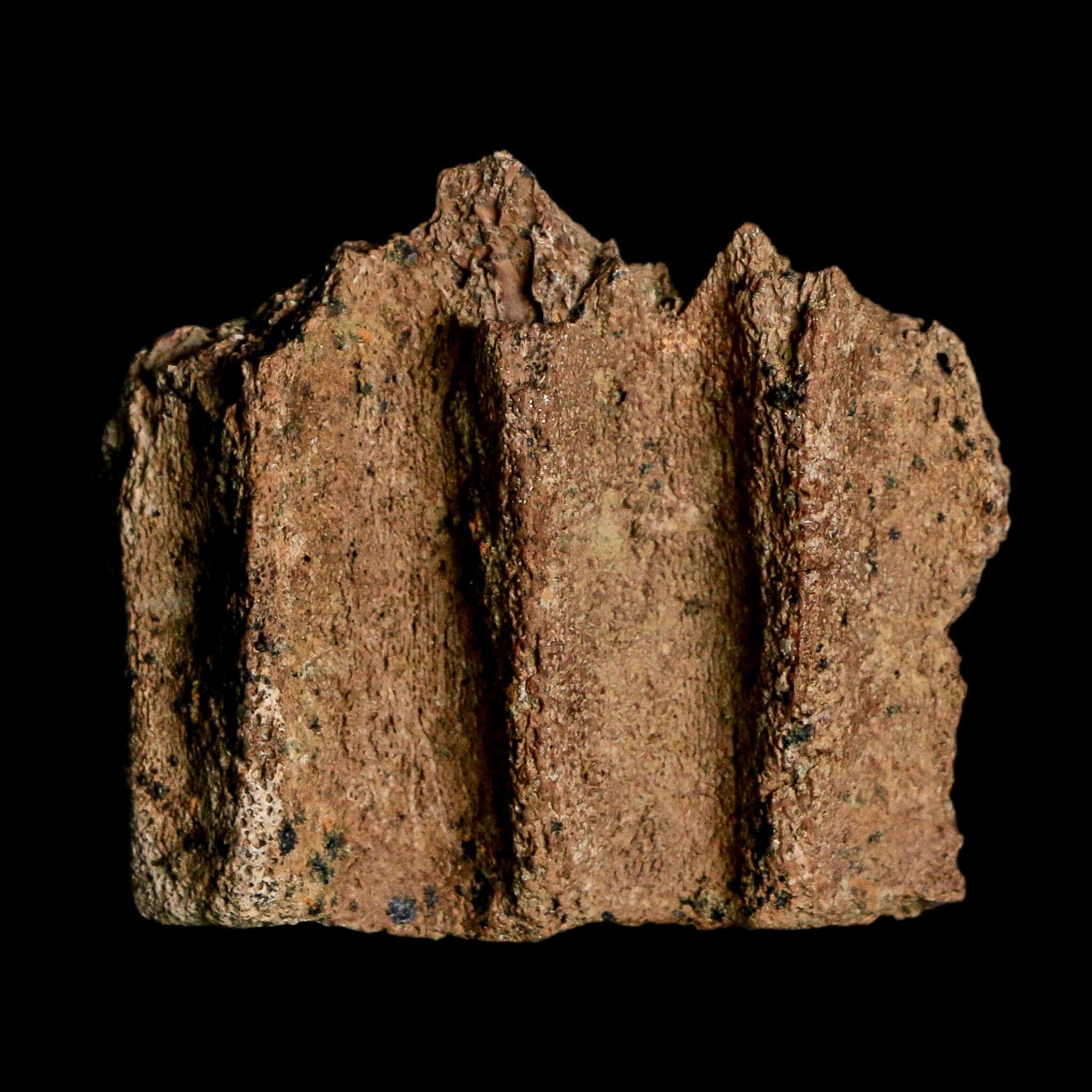 1.9" Triceratops Fossil Jaw Section Cretaceous Dinosaur Lance Creek FM MT COA - Fossil Age Minerals