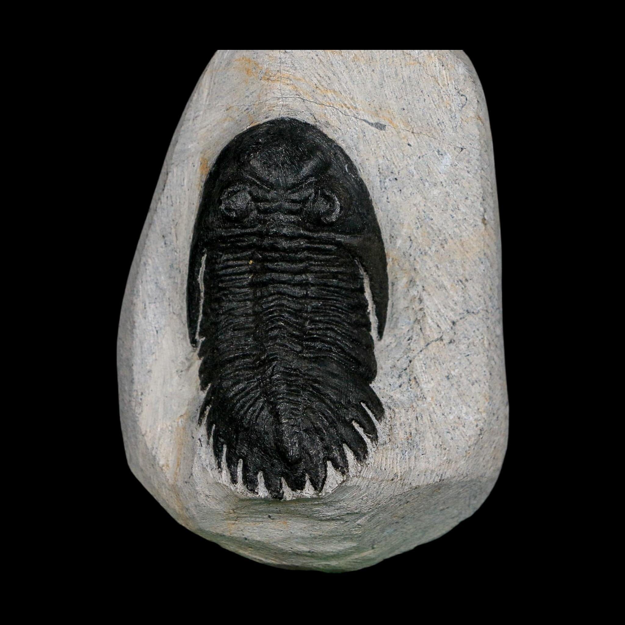 2.2" Metacanthina Issoumourensis Trilobite Fossil Devonian Age 400 Mil Yrs Old COA - Fossil Age Minerals