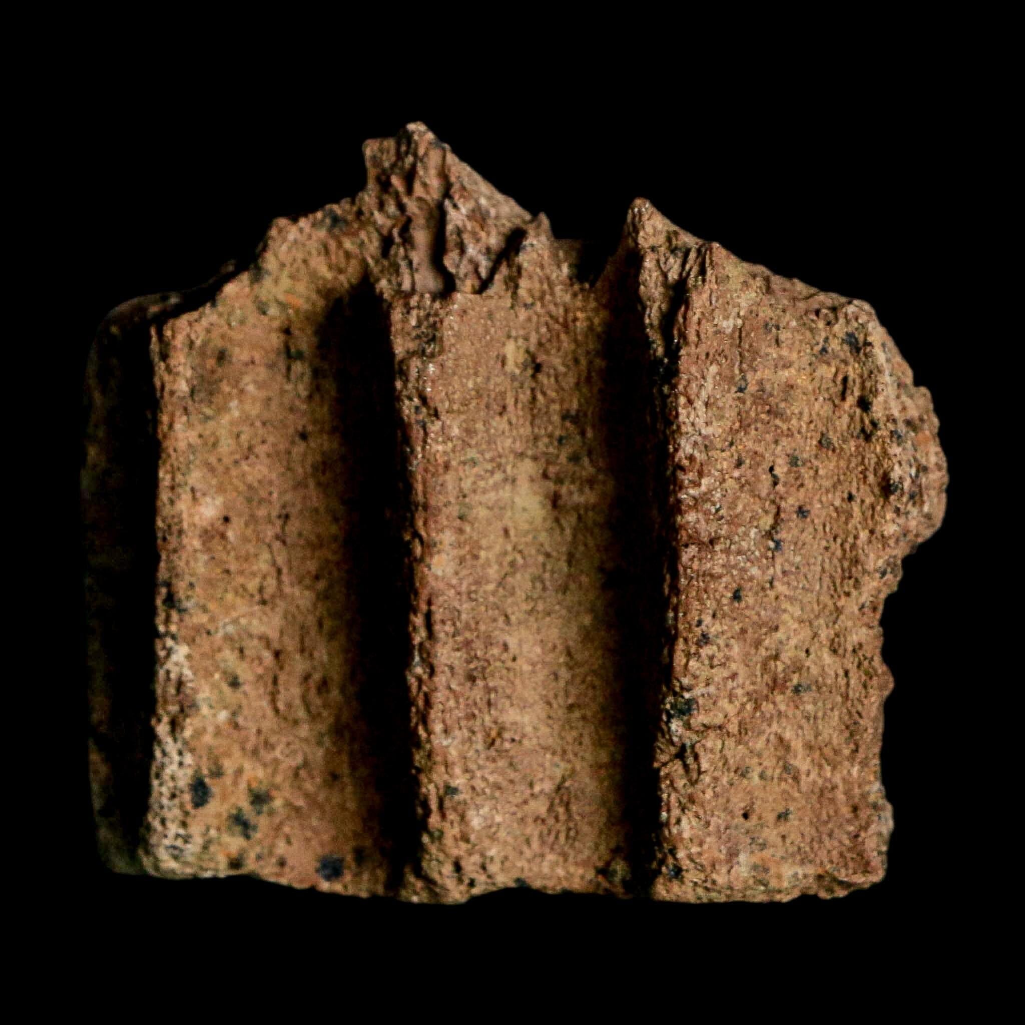 1.9" Triceratops Fossil Jaw Section Cretaceous Dinosaur Lance Creek FM MT COA - Fossil Age Minerals