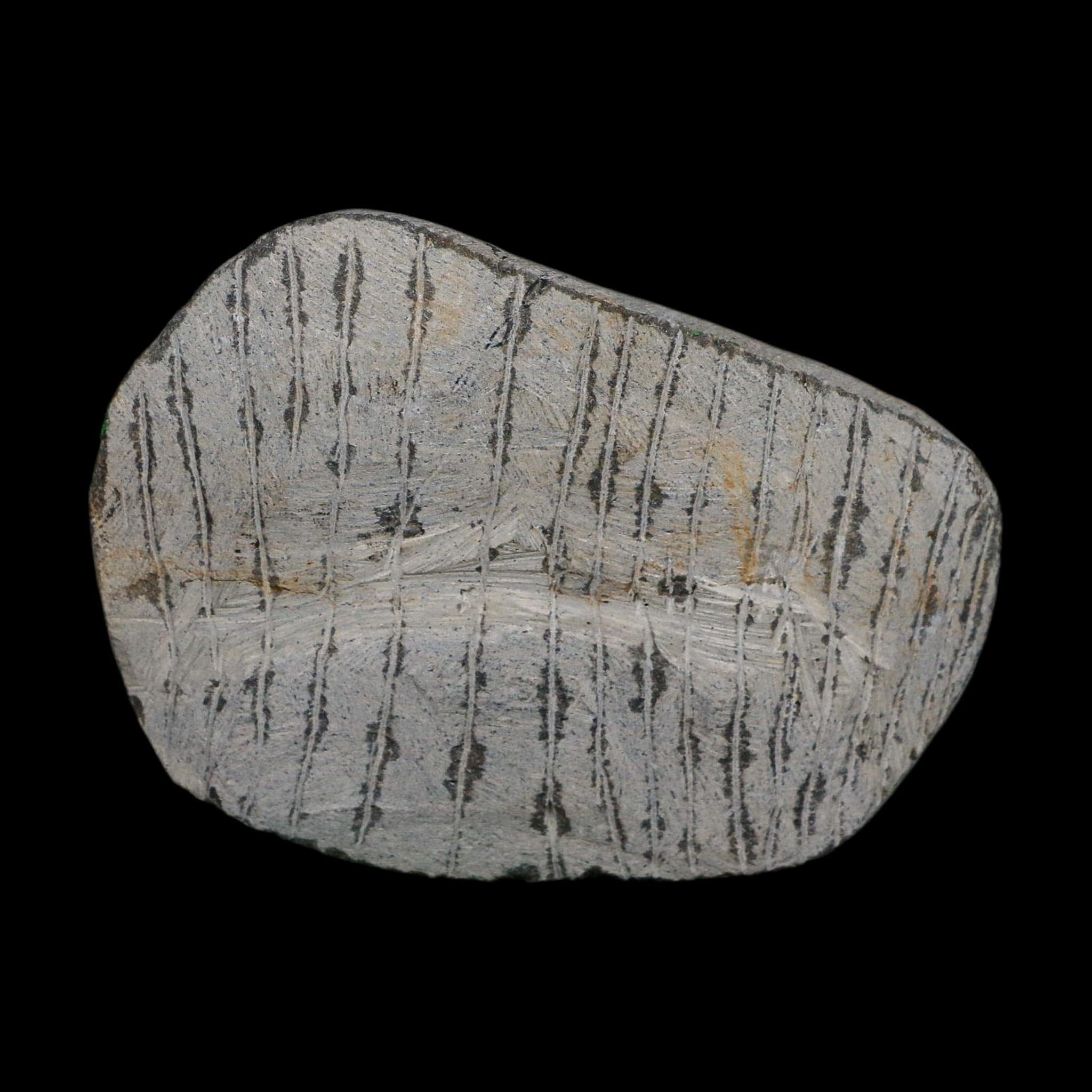 2.2" Metacanthina Issoumourensis Trilobite Fossil Devonian Age 400 Mil Yrs Old COA - Fossil Age Minerals
