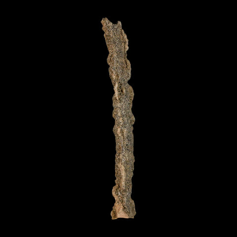 3.9" Fulgurite Petrified Lightning Strike Glass Sahara Desert Algeria - Fossil Age Minerals