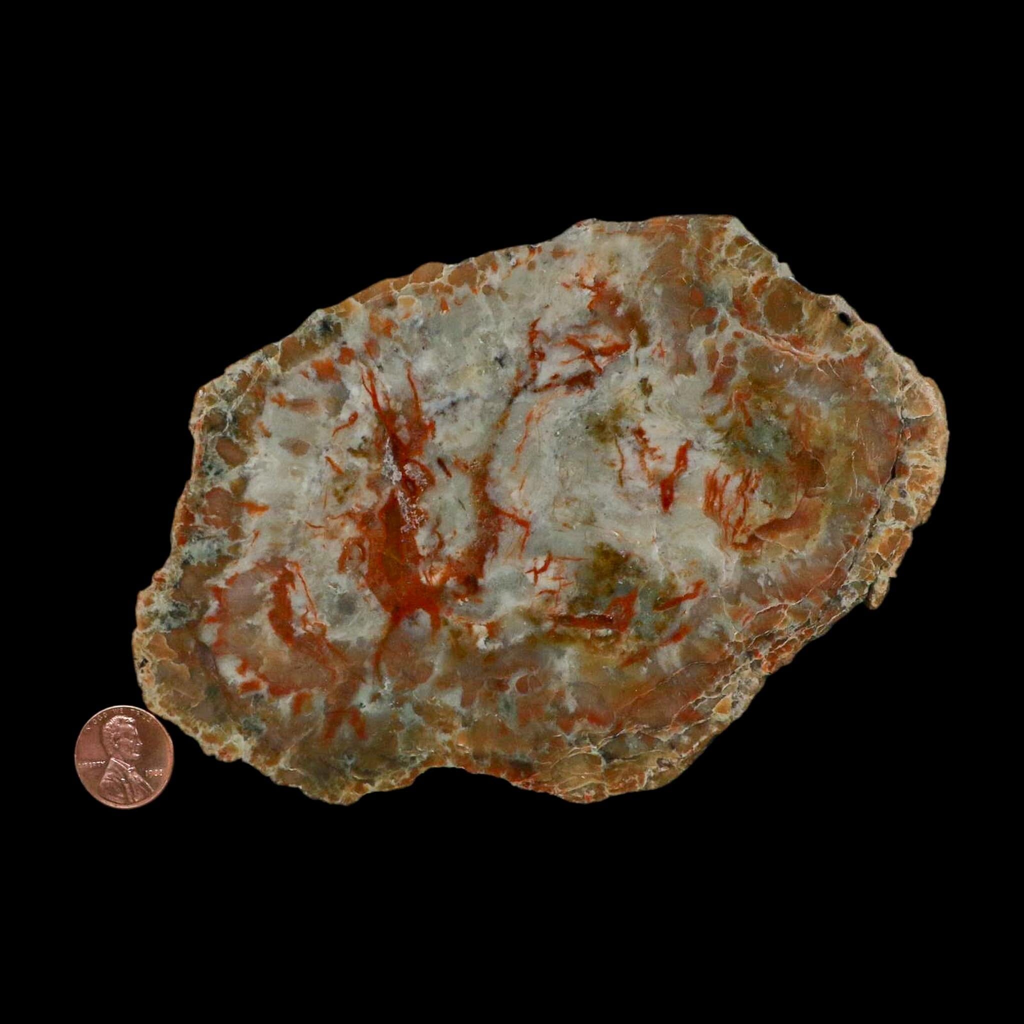5.9" Dinosaur Coprolite Fossil Polished Slab Specimen Poop Dung Harry Mountain Utah - Fossil Age Minerals
