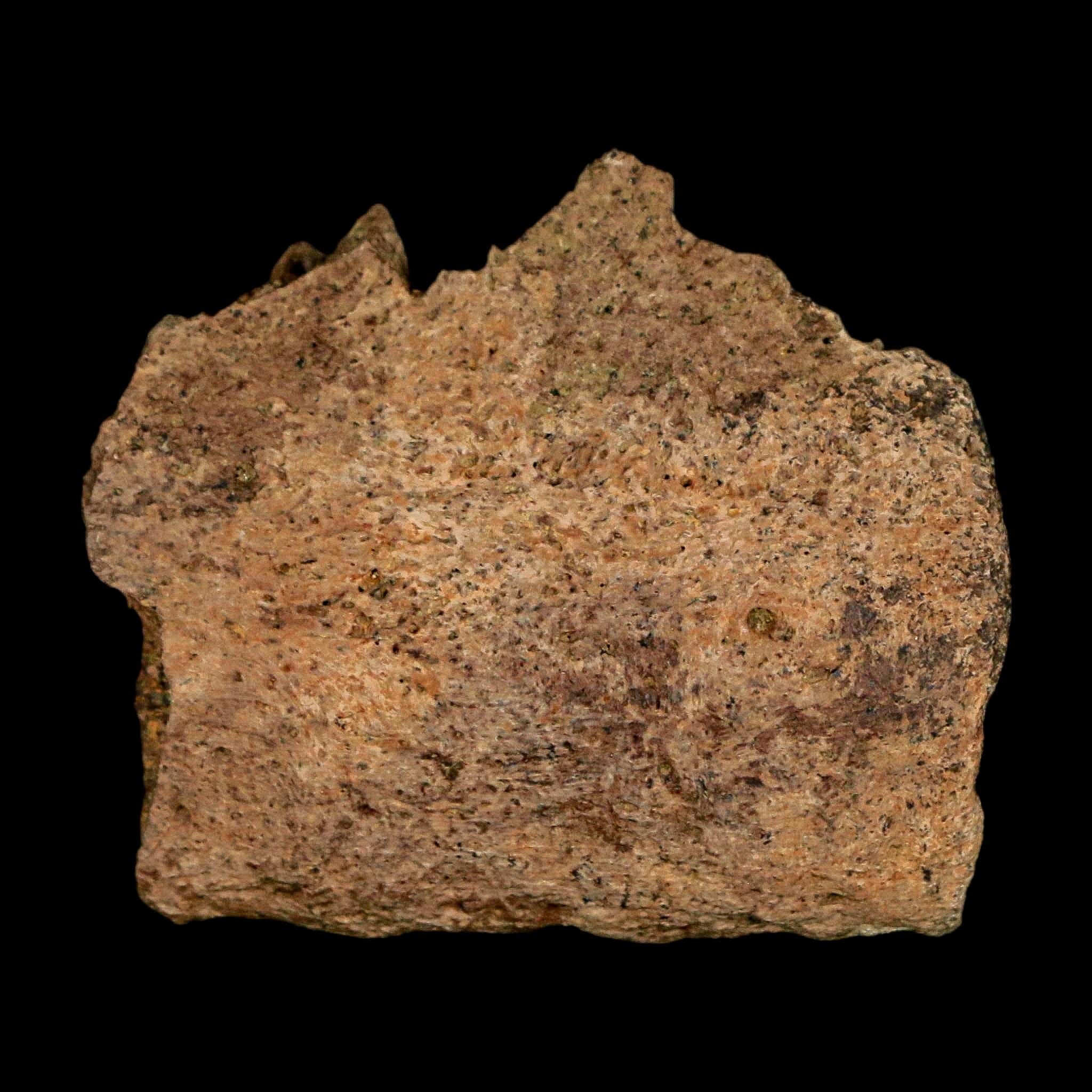 1.9" Triceratops Fossil Jaw Section Cretaceous Dinosaur Lance Creek FM MT COA - Fossil Age Minerals