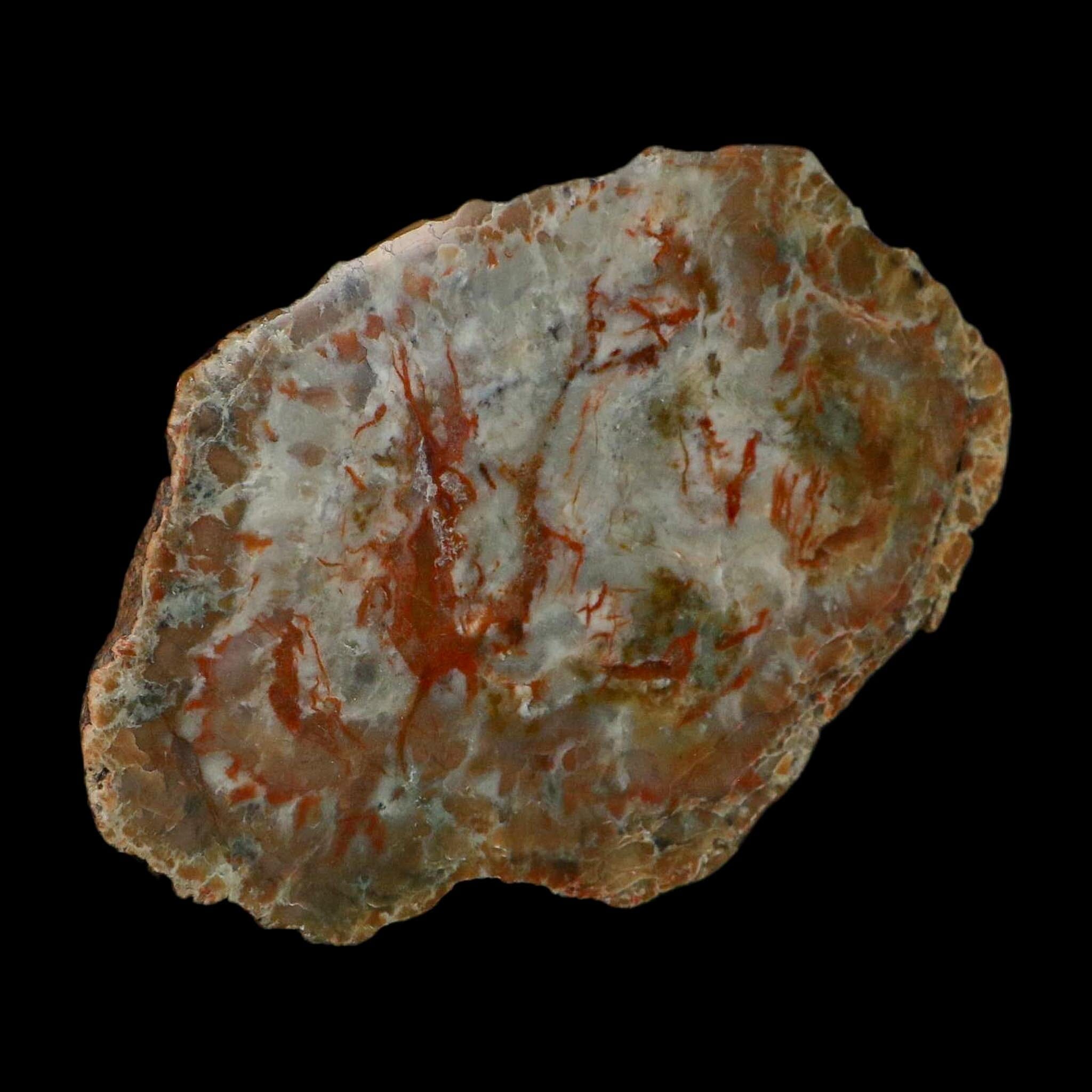 5.9" Dinosaur Coprolite Fossil Polished Slab Specimen Poop Dung Harry Mountain Utah - Fossil Age Minerals