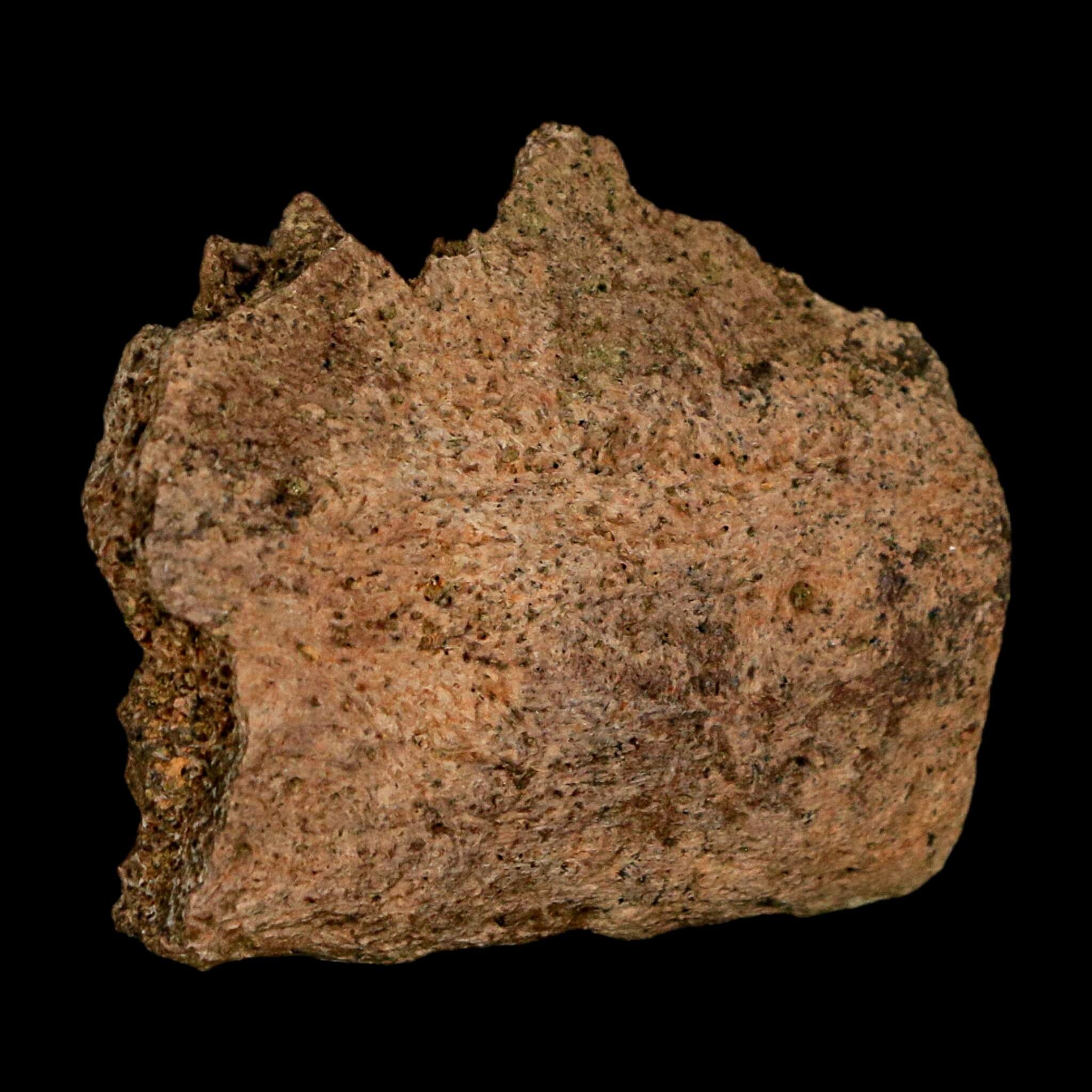 1.9" Triceratops Fossil Jaw Section Cretaceous Dinosaur Lance Creek FM MT COA - Fossil Age Minerals