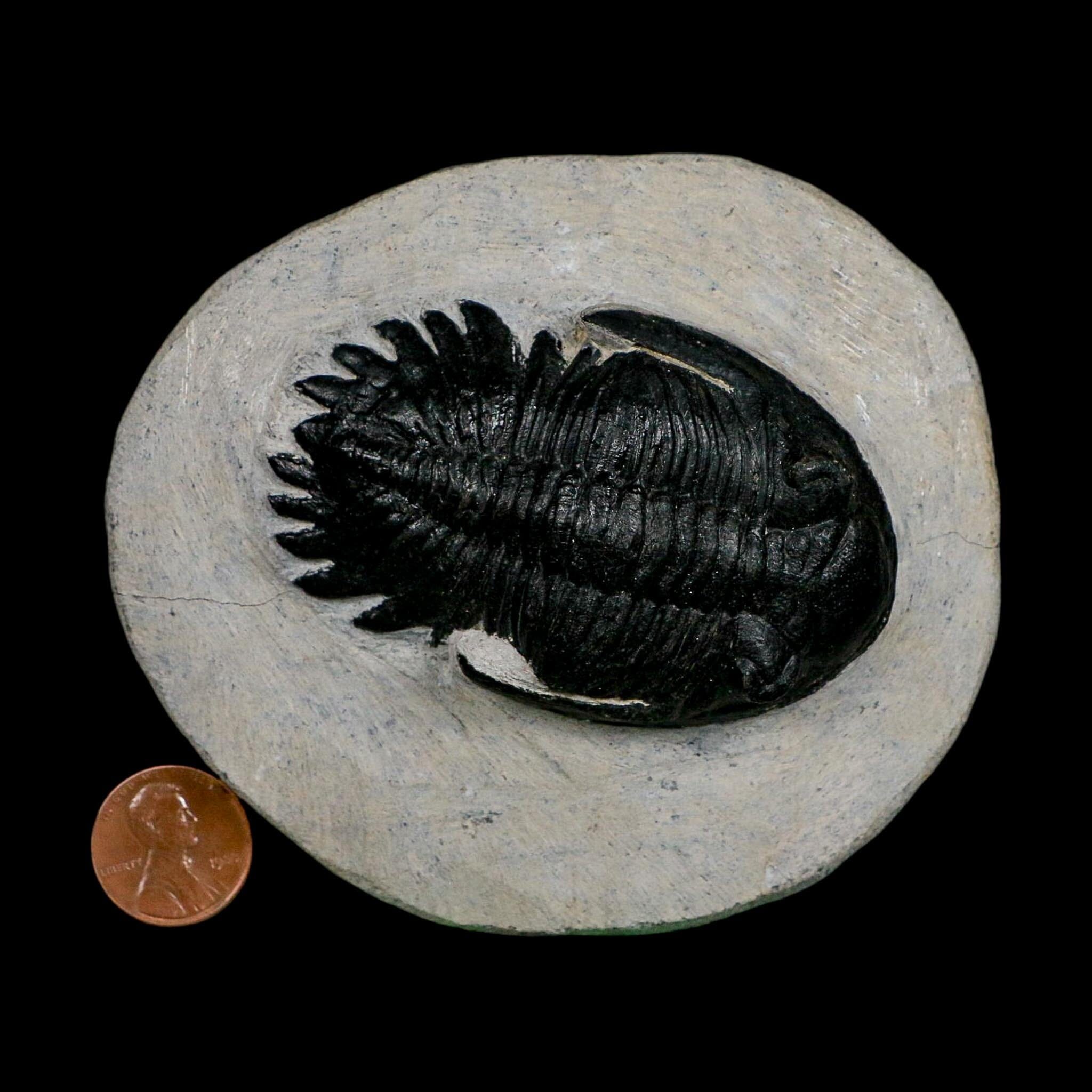 2.7" Metacanthina Issoumourensis Trilobite Fossil Devonian Age 400 Mil Yrs Old COA - Fossil Age Minerals