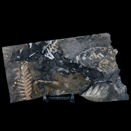 6.5" Alethopteris Fern Plant Leaf Fossil Carboniferous Age Llewellyn FM ST Clair, PA