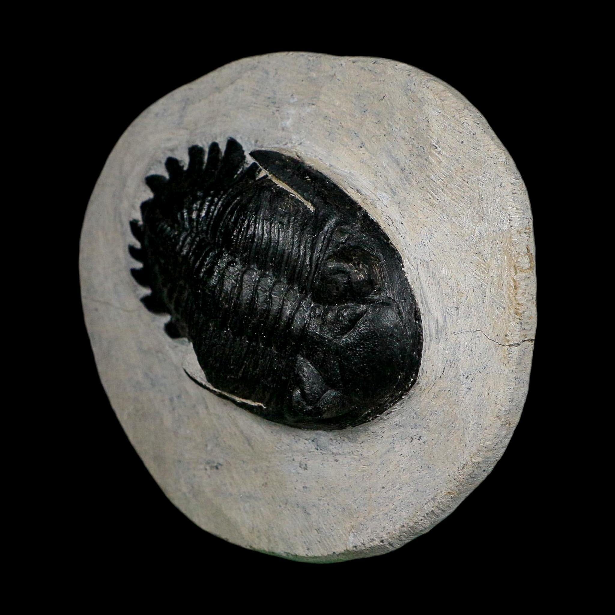 2.7" Metacanthina Issoumourensis Trilobite Fossil Devonian Age 400 Mil Yrs Old COA - Fossil Age Minerals