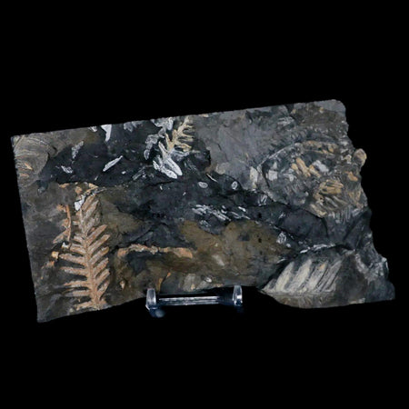 6.5" Alethopteris Fern Plant Leaf Fossil Carboniferous Age Llewellyn FM ST Clair, PA