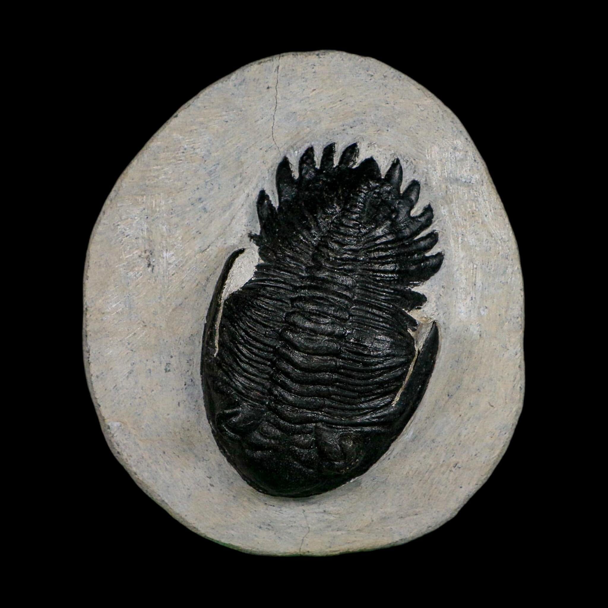 2.7" Metacanthina Issoumourensis Trilobite Fossil Devonian Age 400 Mil Yrs Old COA - Fossil Age Minerals