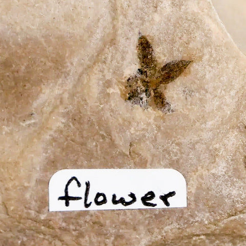 0.3" Detailed Fossil Unknown Flower Green River FM Uintah County UT Eocene Age - Fossil Age Minerals