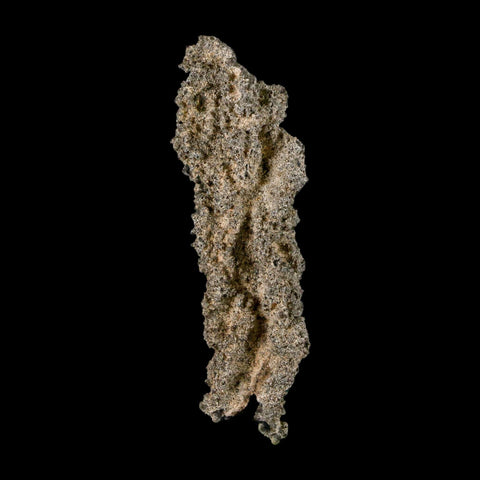 2.9" Fulgurite Petrified Lightning Strike Glass Sahara Desert Algeria - Fossil Age Minerals