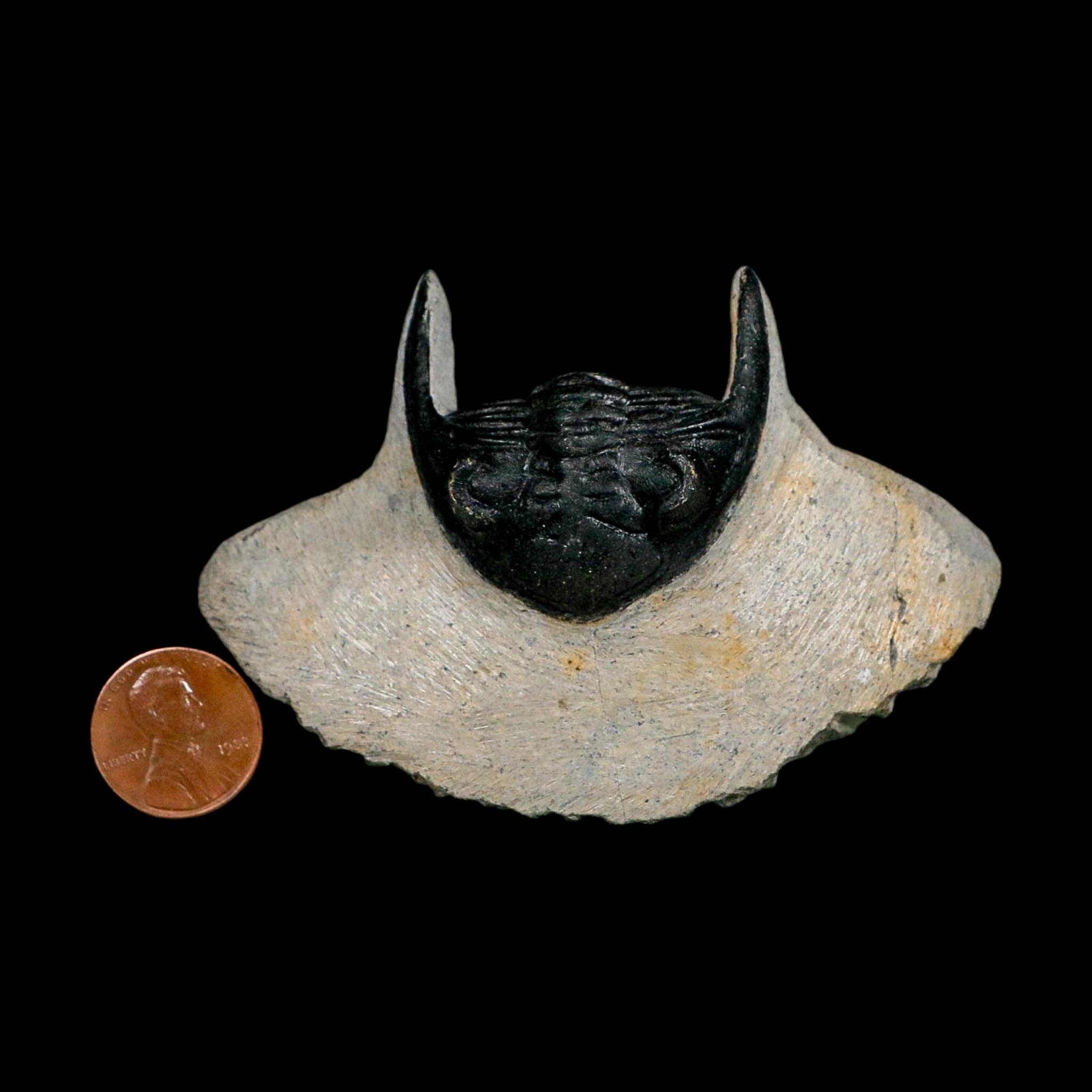 2.7" Metacanthina Issoumourensis Trilobite Fossil Devonian Age 400 Mil Yrs Old COA - Fossil Age Minerals