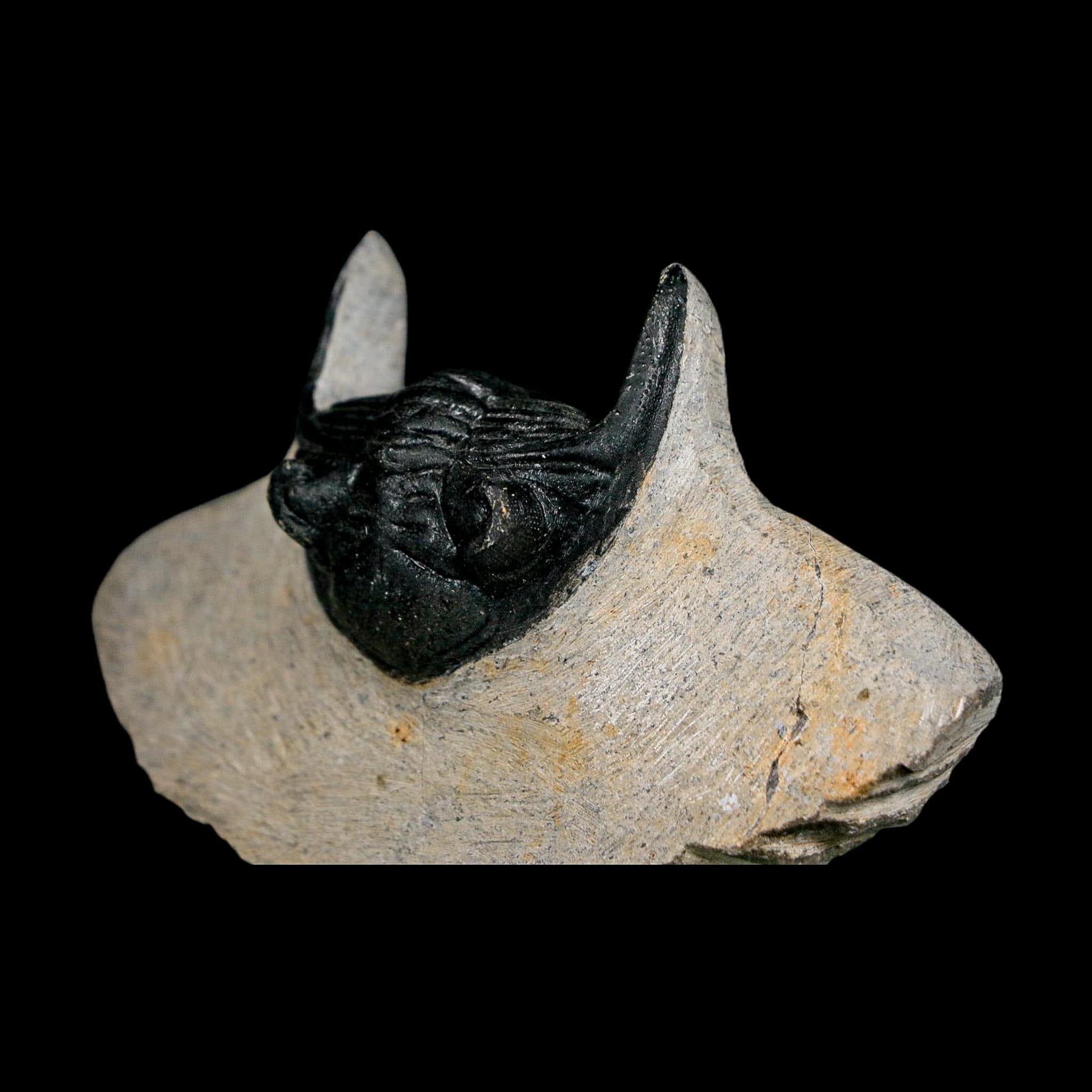 2.7" Metacanthina Issoumourensis Trilobite Fossil Devonian Age 400 Mil Yrs Old COA - Fossil Age Minerals