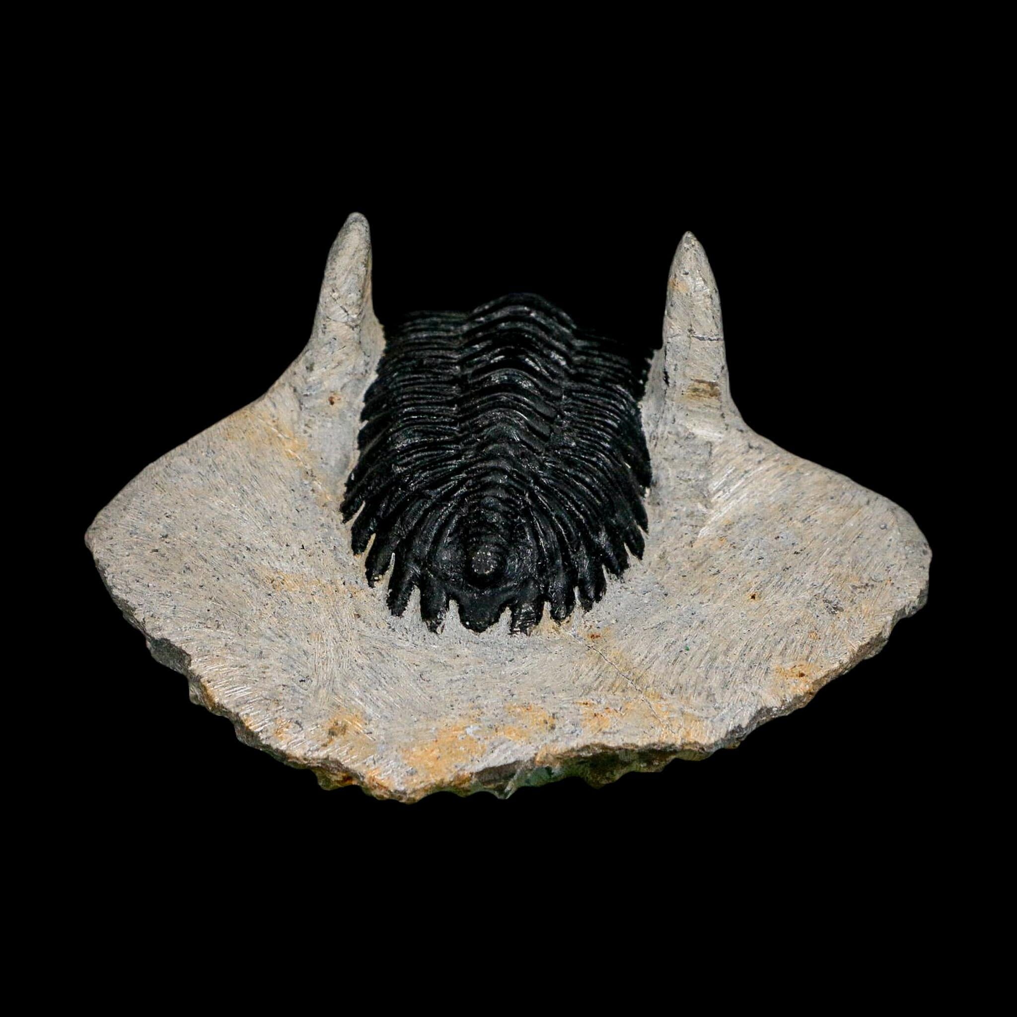 2.7" Metacanthina Issoumourensis Trilobite Fossil Devonian Age 400 Mil Yrs Old COA - Fossil Age Minerals