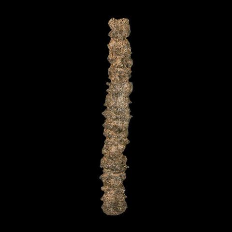 3.3" Fulgurite Petrified Lightning Strike Glass Sahara Desert Algeria - Fossil Age Minerals