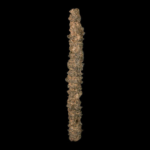 3.3" Fulgurite Petrified Lightning Strike Glass Sahara Desert Algeria - Fossil Age Minerals