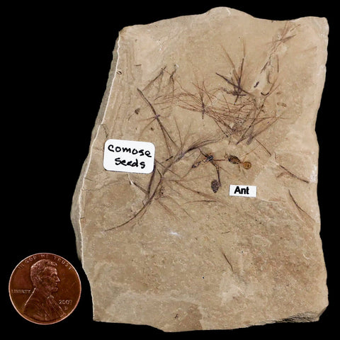 Fossil Comose Seeds And Ant Insects Green River FM Uintah County UT Eocene Age - Fossil Age Minerals