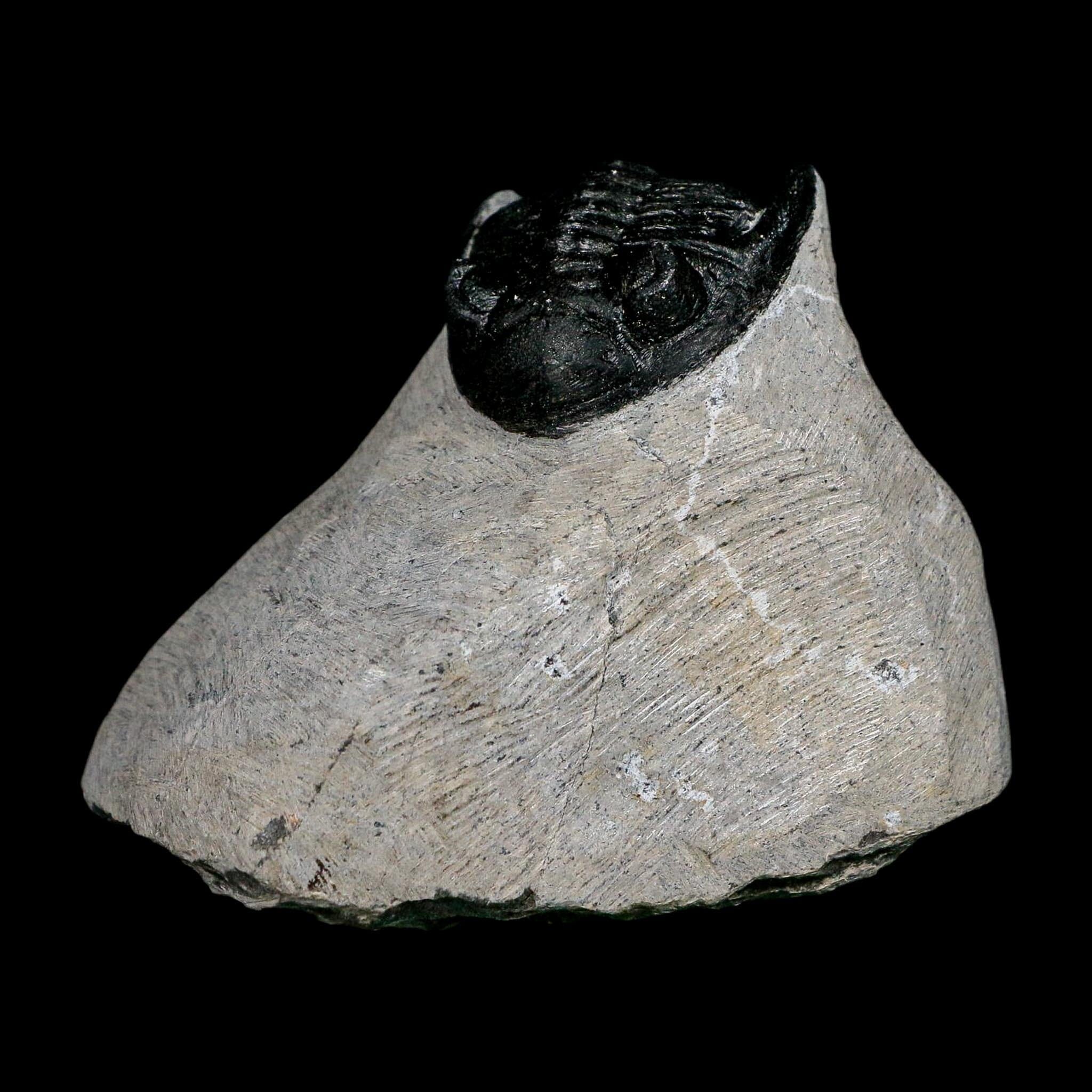 2.3" Metacanthina Issoumourensis Trilobite Fossil Devonian Age 400 Mil Yrs Old COA - Fossil Age Minerals