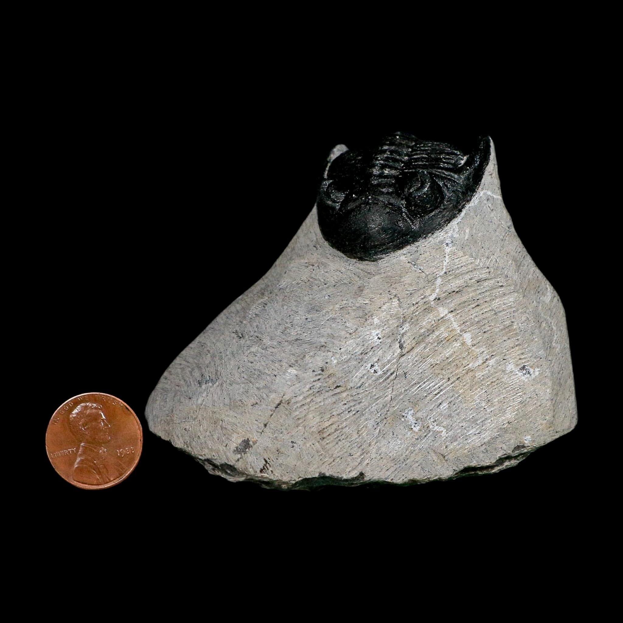2.3" Metacanthina Issoumourensis Trilobite Fossil Devonian Age 400 Mil Yrs Old COA - Fossil Age Minerals
