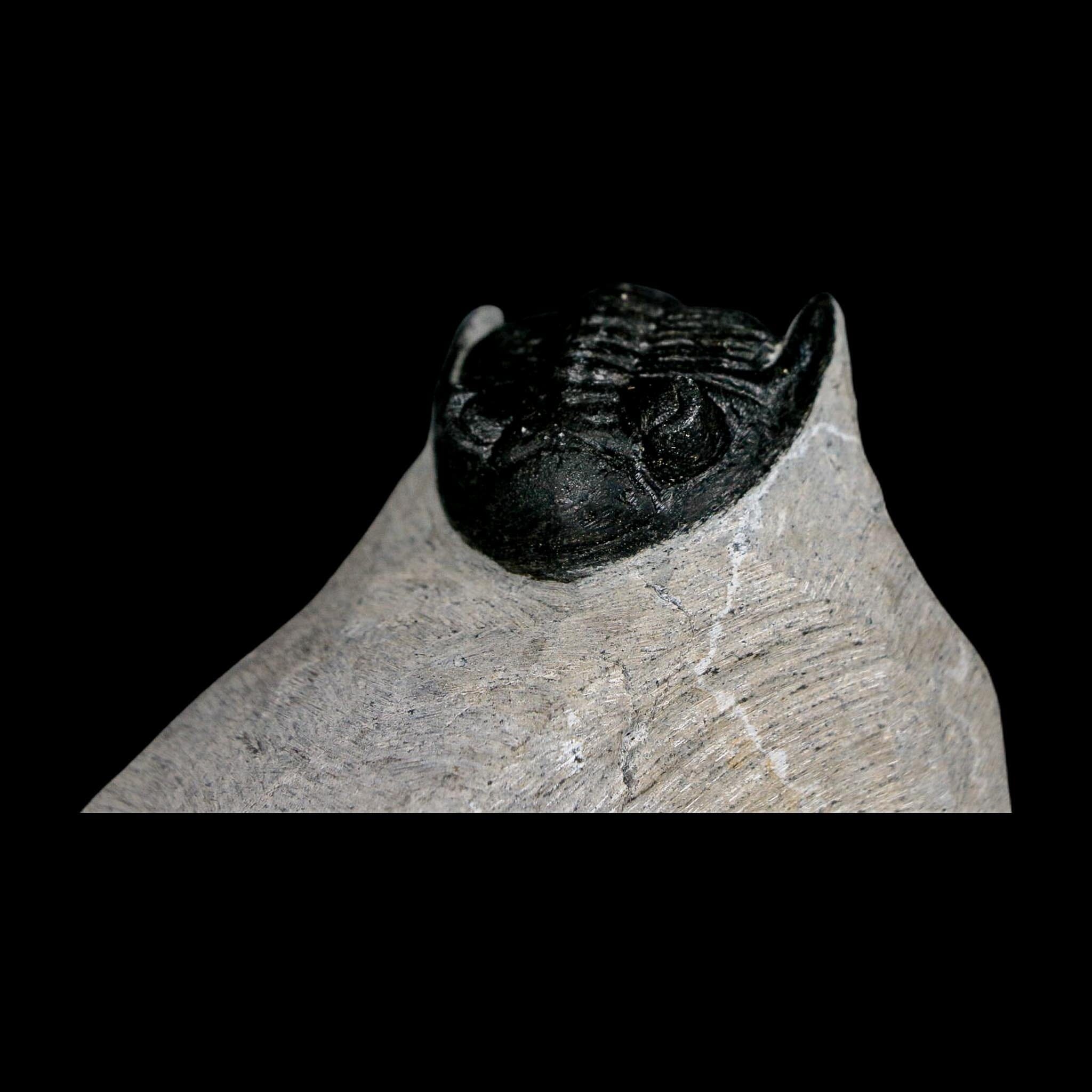 2.3" Metacanthina Issoumourensis Trilobite Fossil Devonian Age 400 Mil Yrs Old COA - Fossil Age Minerals