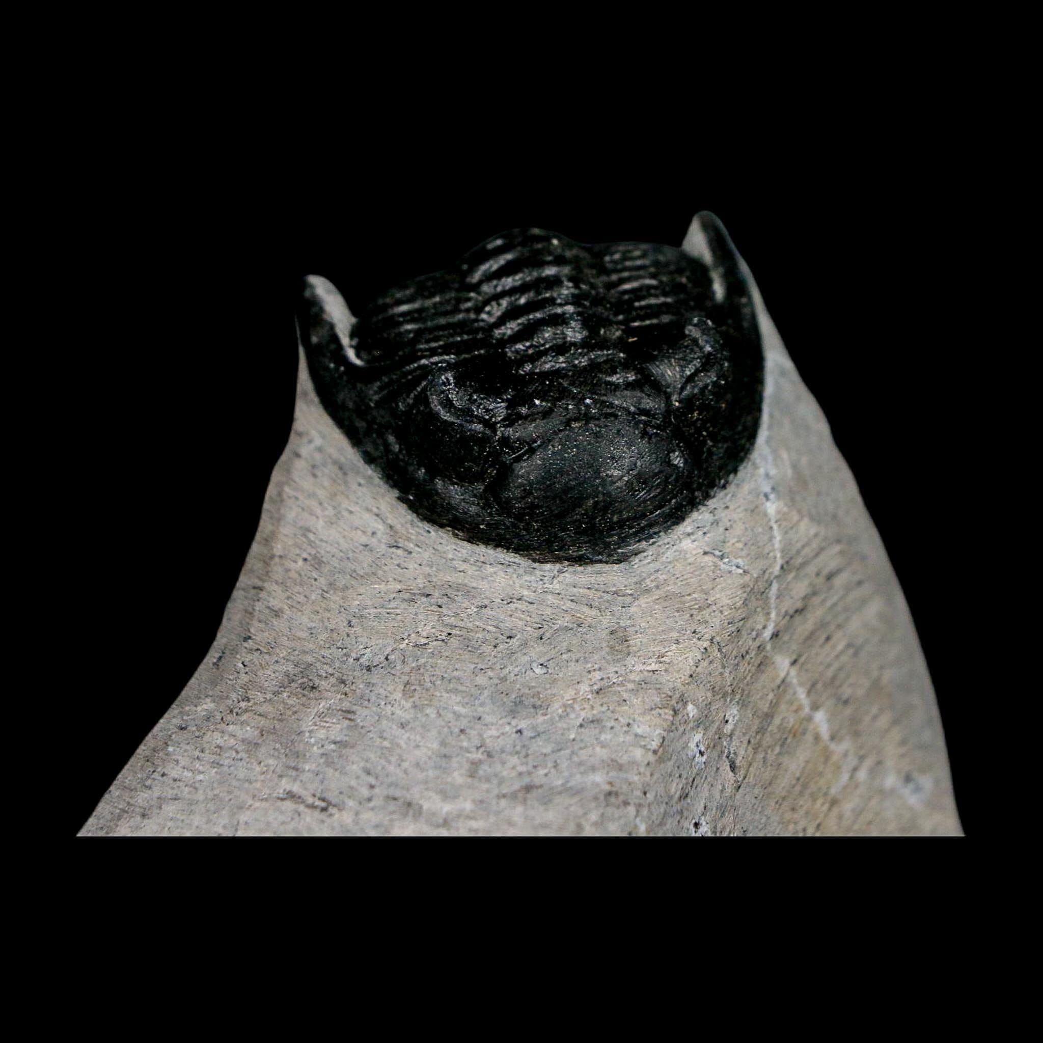 2.3" Metacanthina Issoumourensis Trilobite Fossil Devonian Age 400 Mil Yrs Old COA - Fossil Age Minerals