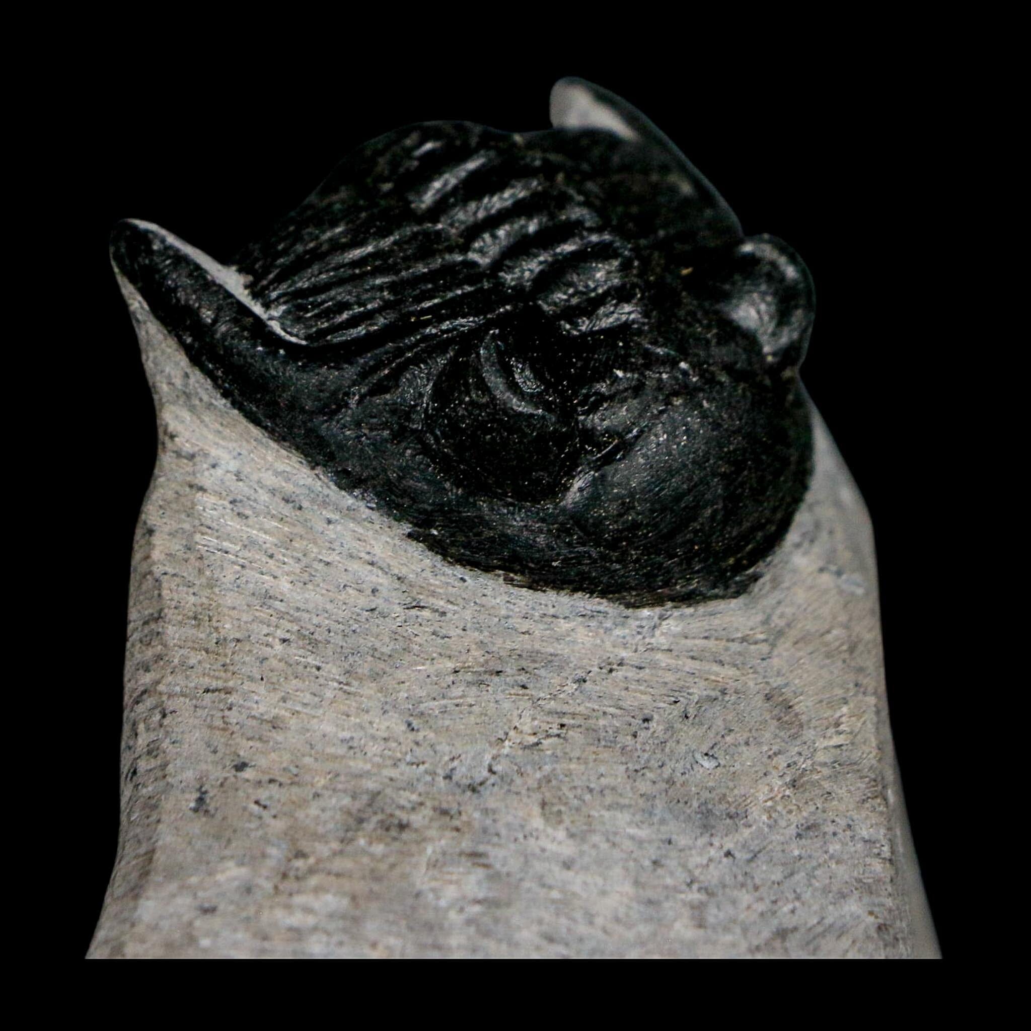 2.3" Metacanthina Issoumourensis Trilobite Fossil Devonian Age 400 Mil Yrs Old COA - Fossil Age Minerals