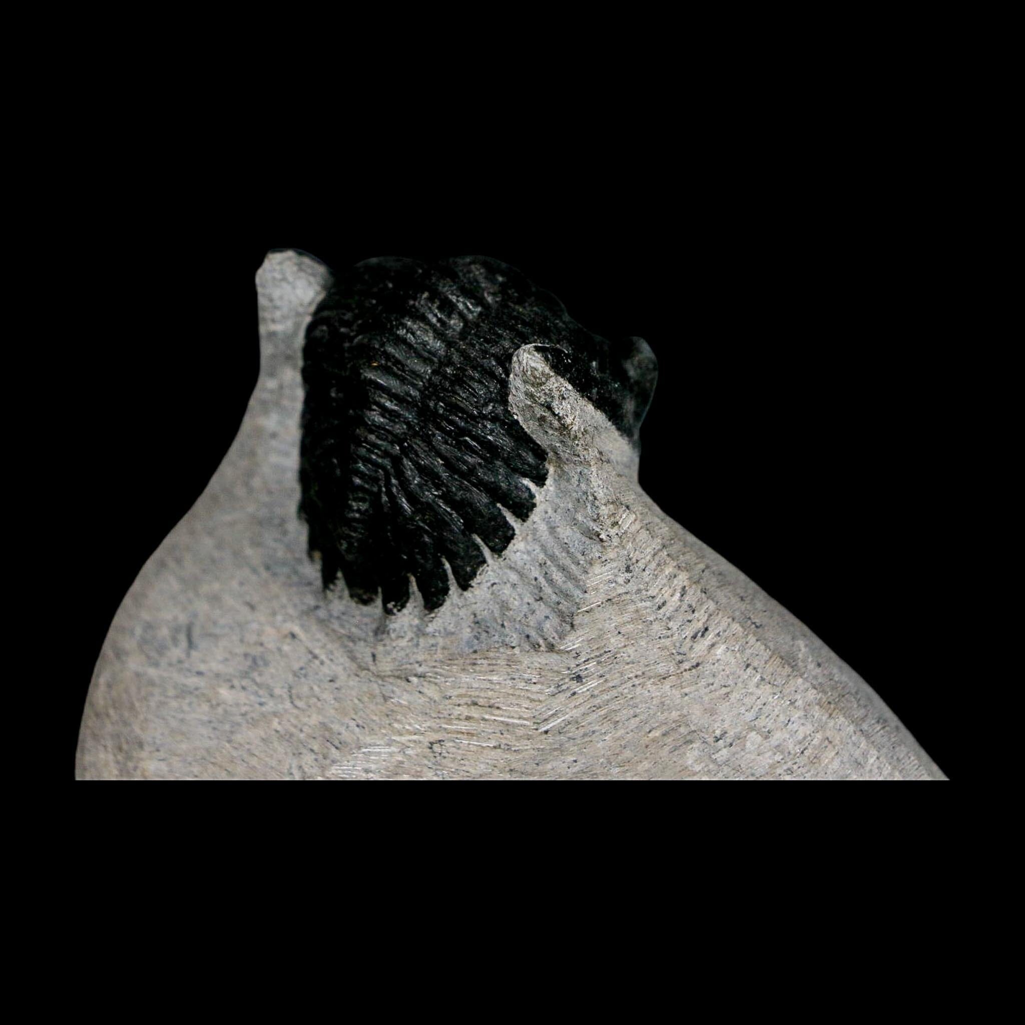 2.3" Metacanthina Issoumourensis Trilobite Fossil Devonian Age 400 Mil Yrs Old COA - Fossil Age Minerals
