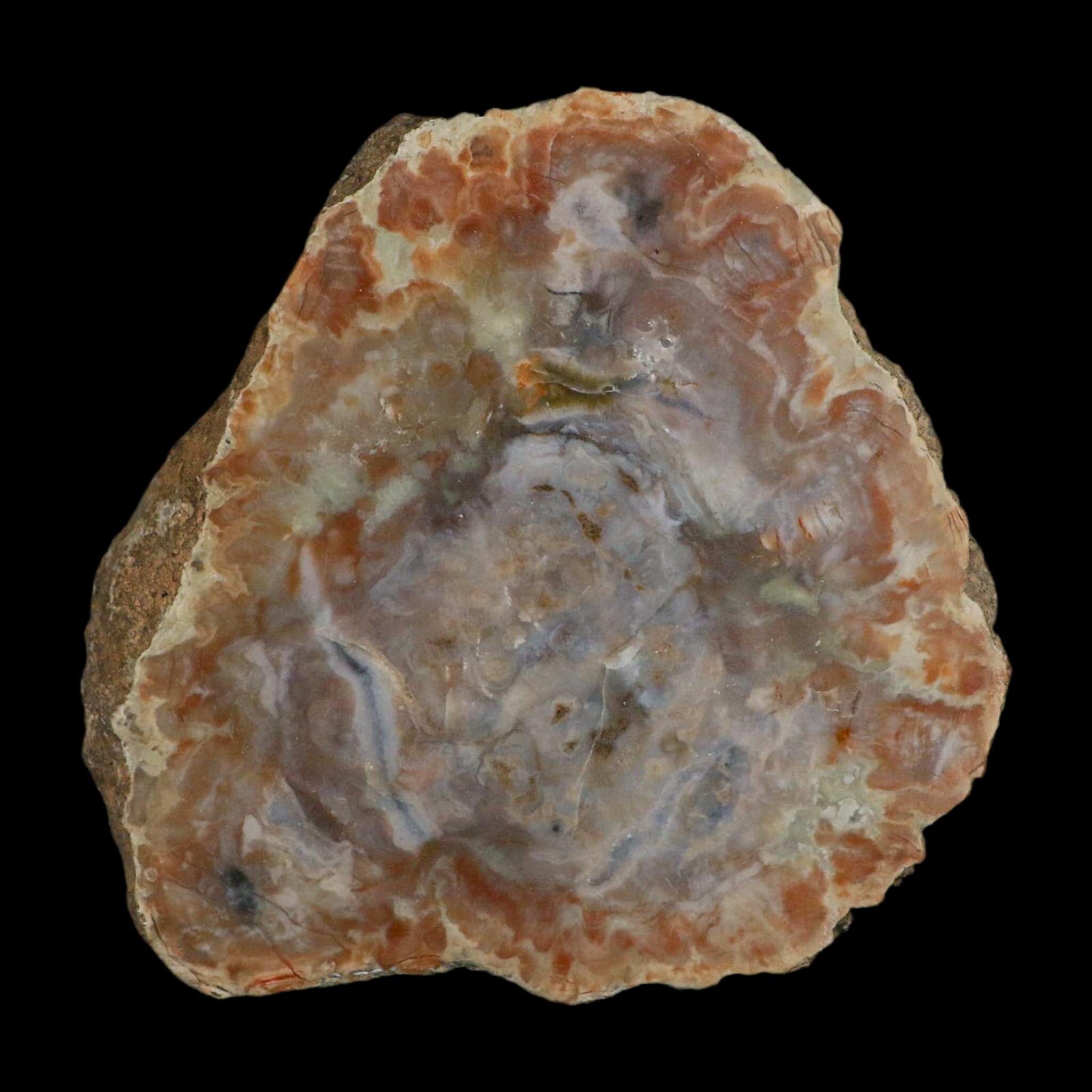 5.3" Dinosaur Coprolite Fossil Polished Slab Specimen Poop Dung Harry Mountain Utah - Fossil Age Minerals