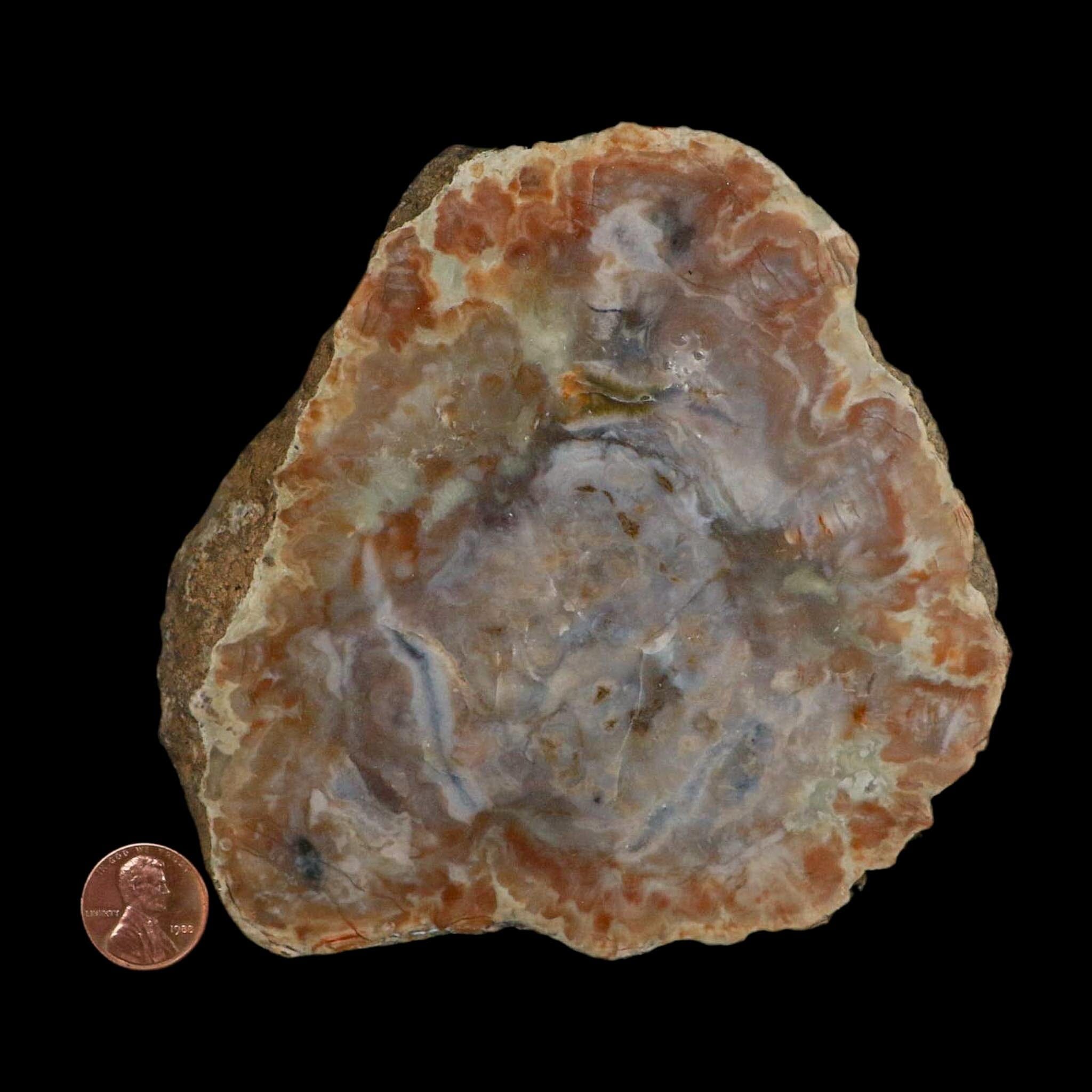 5.3" Dinosaur Coprolite Fossil Polished Slab Specimen Poop Dung Harry Mountain Utah - Fossil Age Minerals