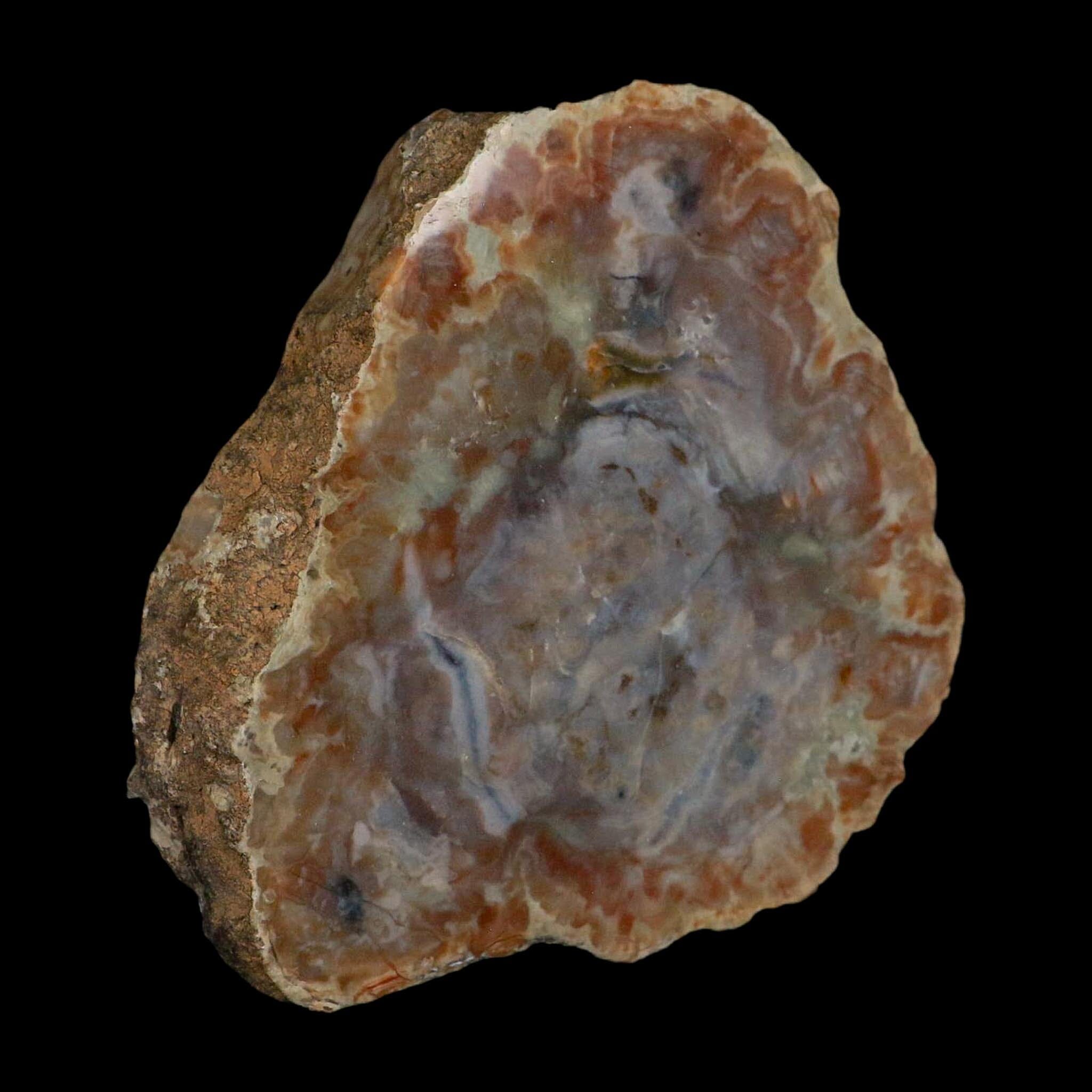5.3" Dinosaur Coprolite Fossil Polished Slab Specimen Poop Dung Harry Mountain Utah - Fossil Age Minerals