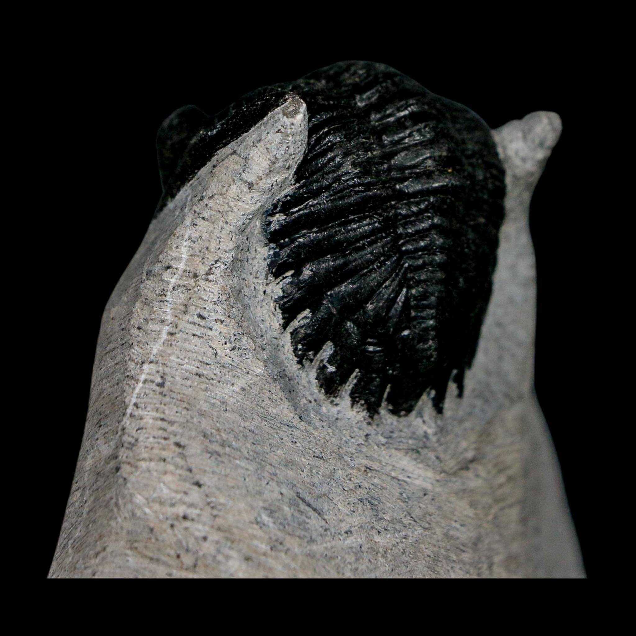 2.3" Metacanthina Issoumourensis Trilobite Fossil Devonian Age 400 Mil Yrs Old COA - Fossil Age Minerals