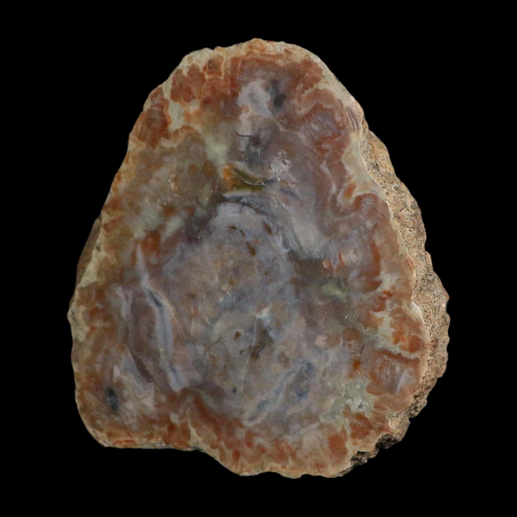 5.3" Dinosaur Coprolite Fossil Polished Slab Specimen Poop Dung Harry Mountain Utah - Fossil Age Minerals