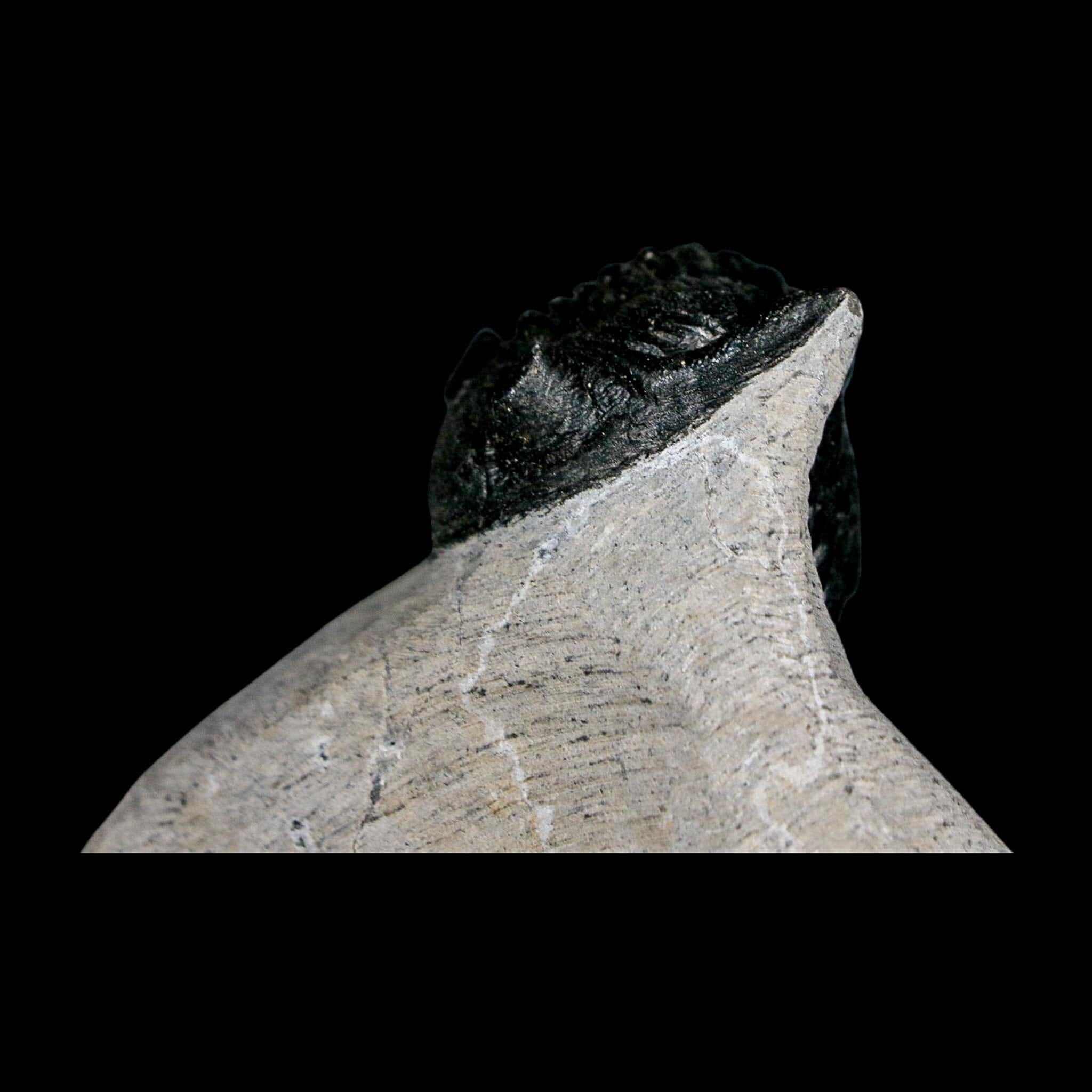 2.3" Metacanthina Issoumourensis Trilobite Fossil Devonian Age 400 Mil Yrs Old COA - Fossil Age Minerals
