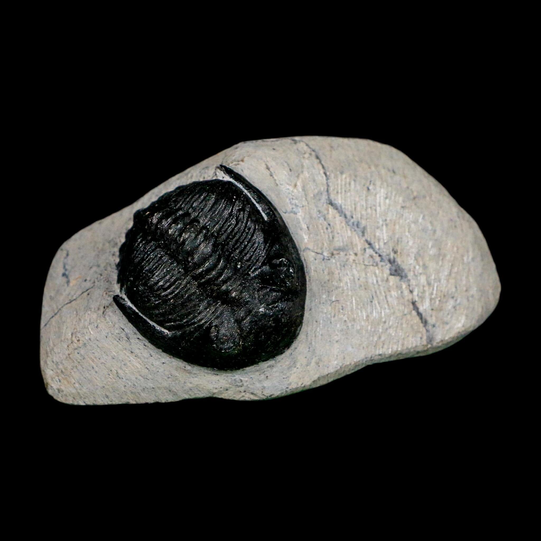 1.9" Metacanthina Issoumourensis Trilobite Fossil Devonian Age 400 Mil Yrs Old COA - Fossil Age Minerals