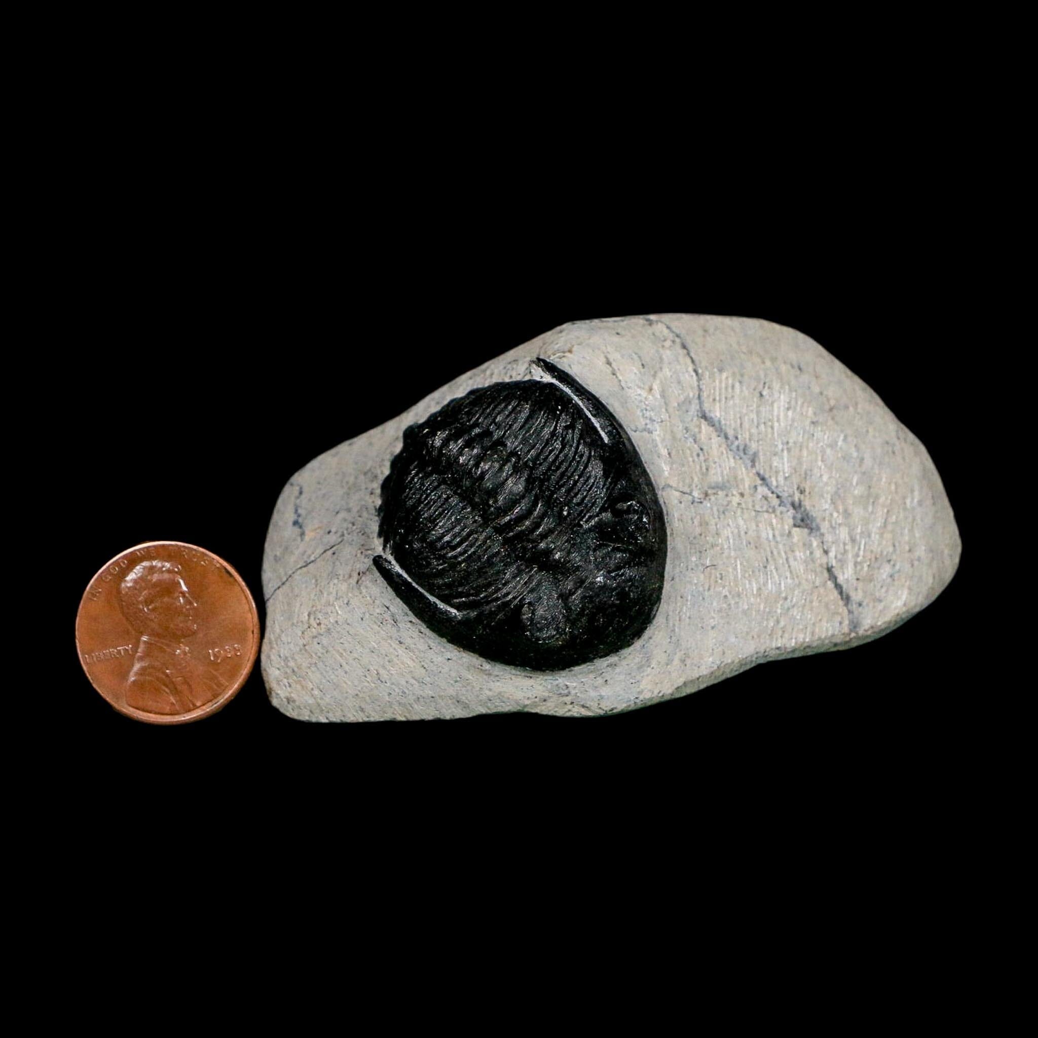 1.9" Metacanthina Issoumourensis Trilobite Fossil Devonian Age 400 Mil Yrs Old COA - Fossil Age Minerals